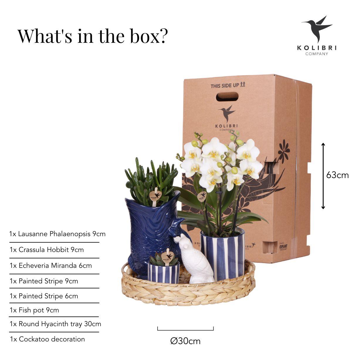 Azienda Kolibri | Set di piante Tramonto Mediterraneo | Orchidea Phalaenopsis bianca Losanna e piante grasse incl. vasi decorativi in ceramica
