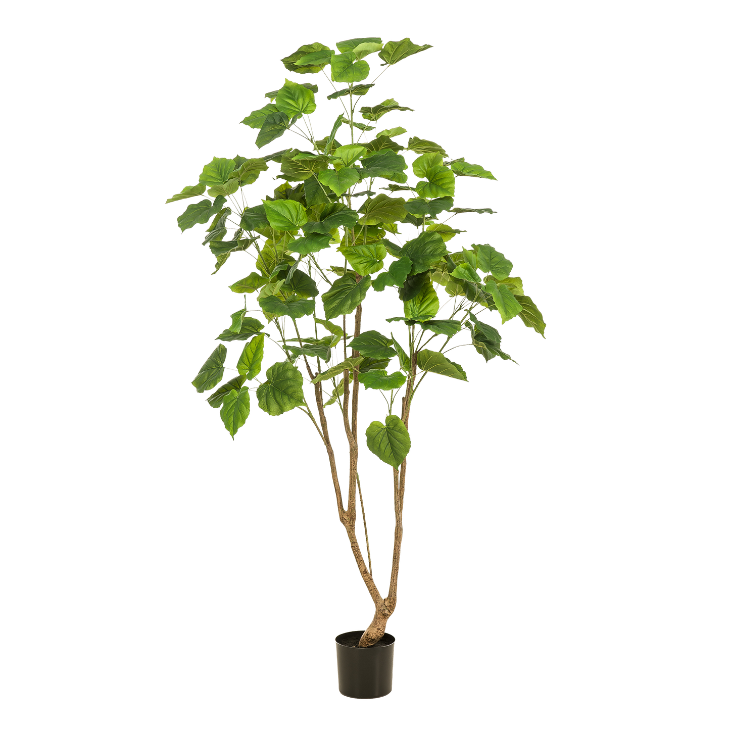 Pianta artificiale - Ficus umbellate - Fico africano - 180cm