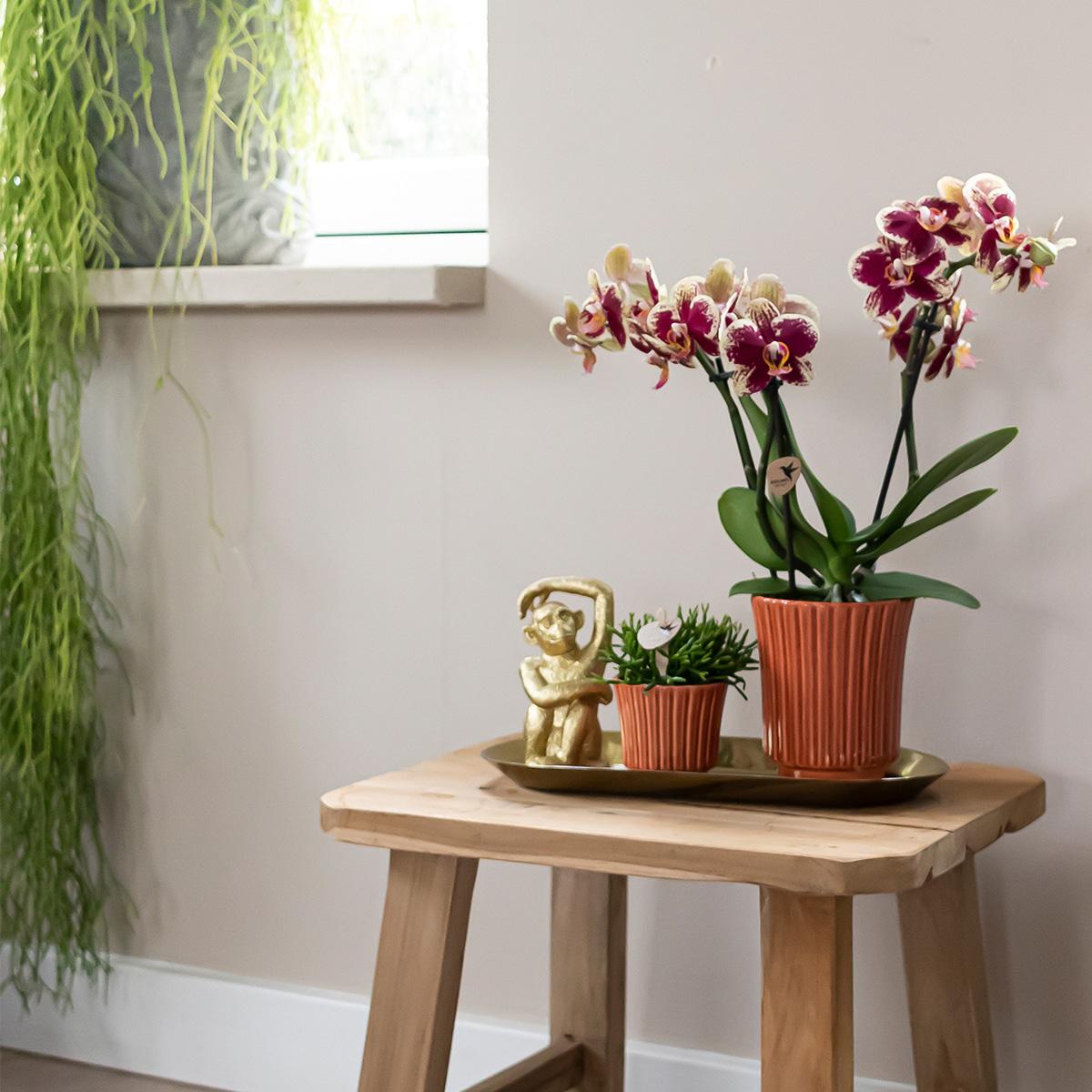 Orchidee Kolibri - Scatola a sorpresa unicolore - scatola sconto per piante - scatola a sorpresa con 4 diverse orchidee - fresche dal coltivatore