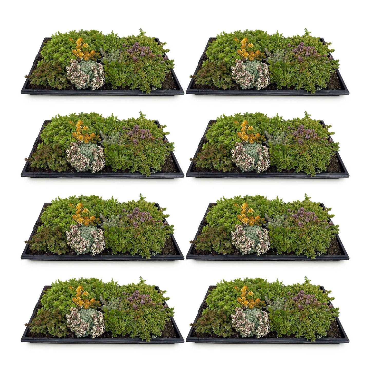 Green boutiQ - Bodembedekker - Winterhard - Sedum mat - Bestaat uit 10 soorten - X8 - Weinig Onderhoud - Lengte 50 Breedte 30