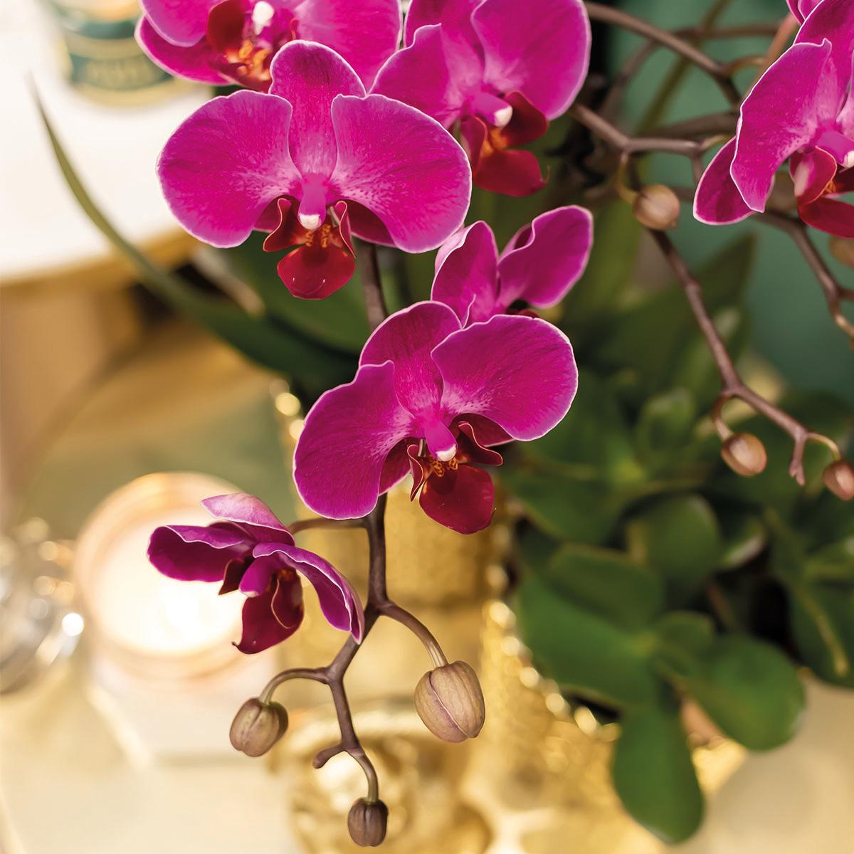 Orchidee colibrì | orchidea Phalaenopsis viola - Morelia + vaso decorativo Diamond oro - dimensioni vaso Ø9 cm - altezza 35 cm | pianta d'appartamento in fiore - fresca dal coltivatore