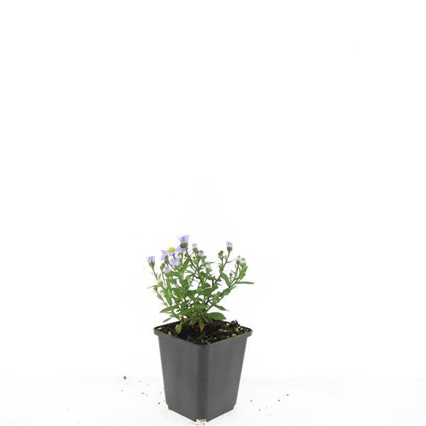 48x Aster (D) 'Prof. Anton Kippenberg' - ↕10-25cm - Ø9cm