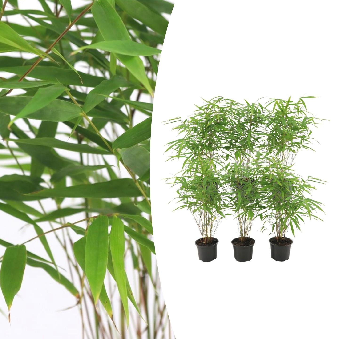 6x Fargesia Rufa Ø13 cm - ↕25 cm Bamboo