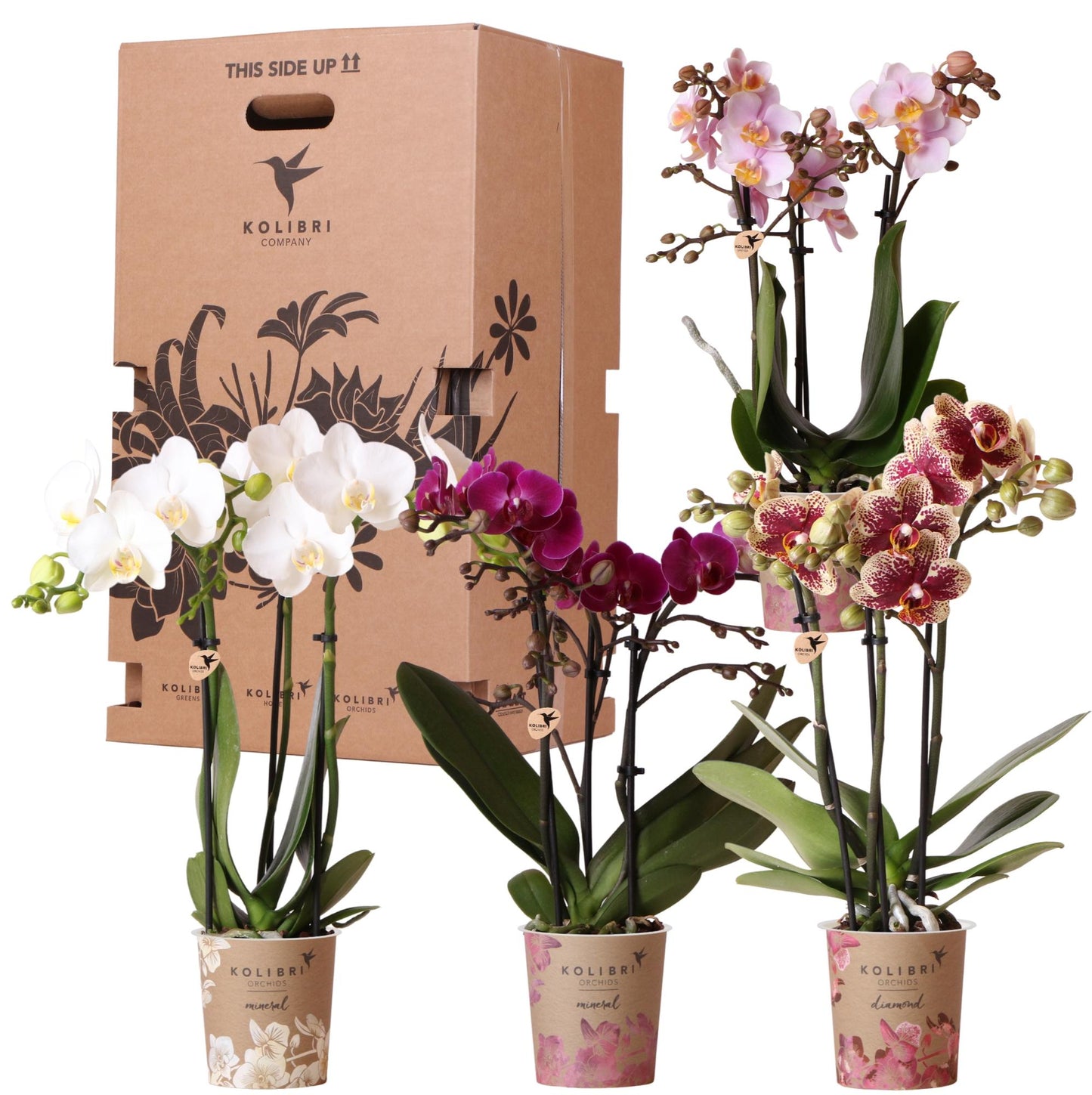 Orchidee Kolibri - Mix di scatole a sorpresa - scatola sconto per piante - scatola a sorpresa con 4 diverse orchidee - fresche dal coltivatore