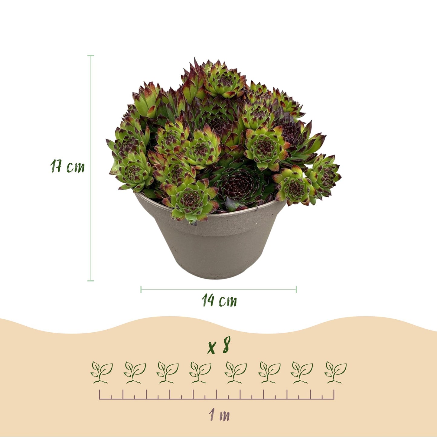 Green boutiQ - Bodembedekker - Winterhard -Sempervivum Big Sam - 8 Planten - Diversen kleuren - Weinig Onderhoud - Pot 14 Hoogte 17