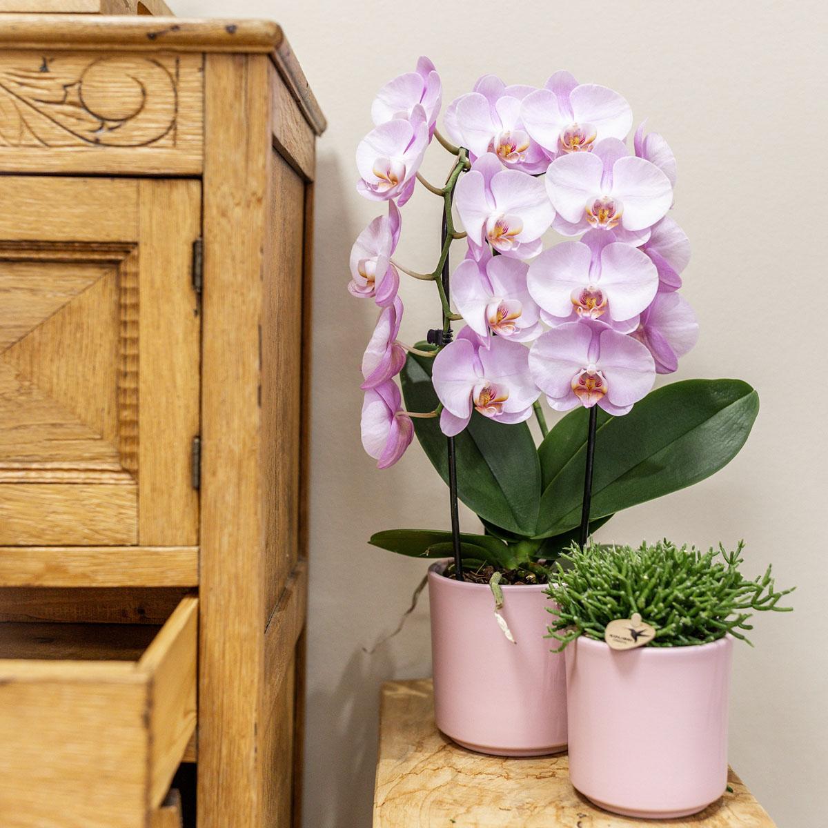 Orchidee colibrì | orchidea Phalaenopsis rosa - Niagara Fall - vaso Ø12cm | pianta d'appartamento in fiore - fresca dal coltivatore