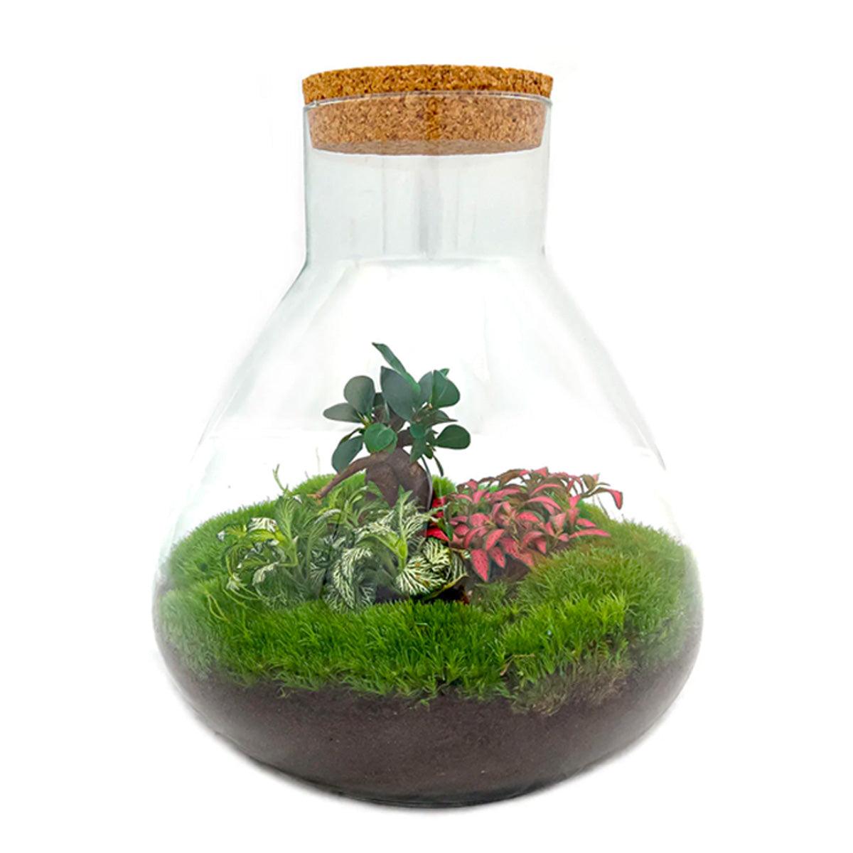 Sam XL Bonsai - Terrario fai da te - Alto 32 cm