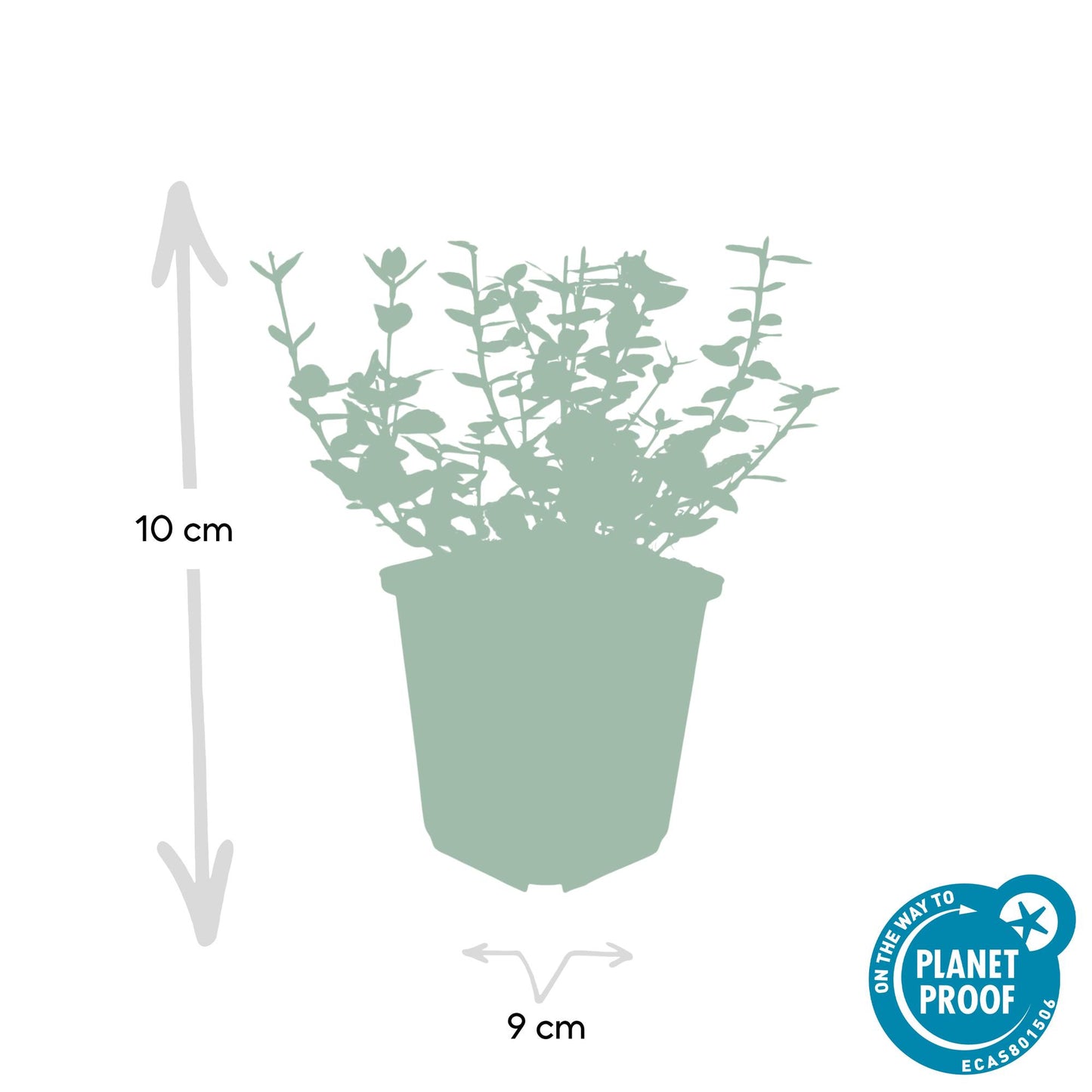 60x Euonymus forte. 'Emerald Gaiety' - ↕10-25cm - Ø9cm