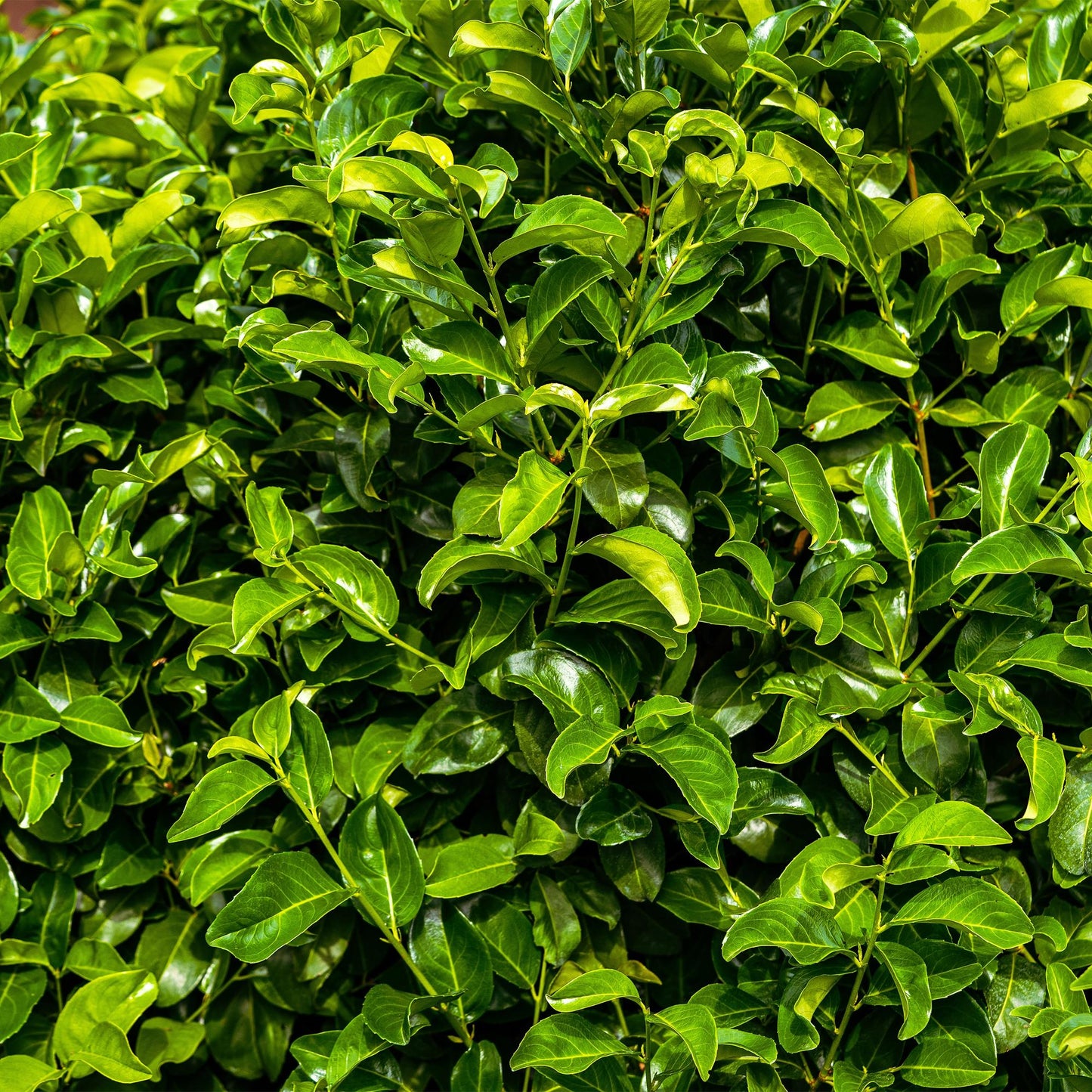 Green boutiQ - Piante da siepe - Prunus laurocerasus Rotundifolia - foglia verde - 8 piante - 1 metro lineare - sempreverde - vaso 9 cm altezza 30-35 cm
