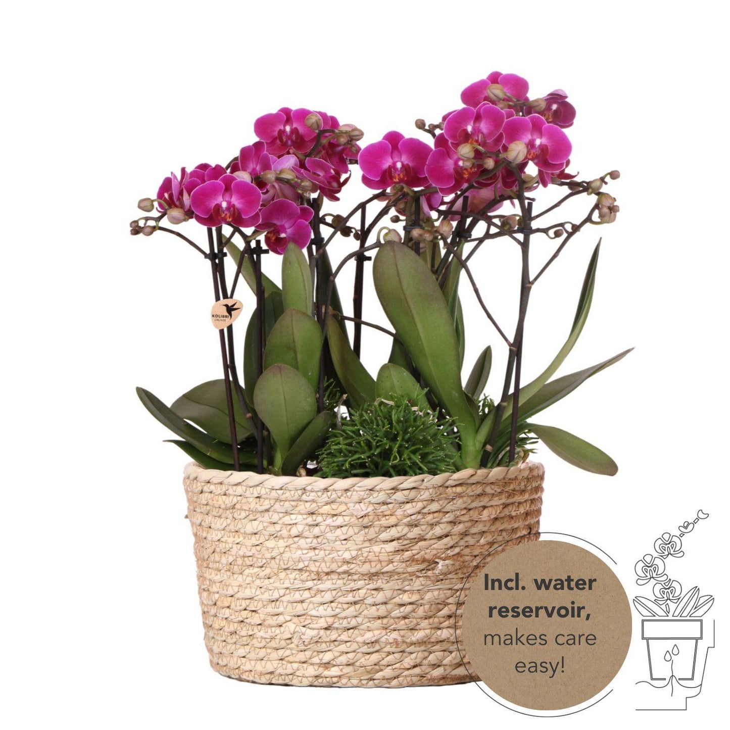 Orchidee colibrì | set di piante viola in cesto di canne con serbatoio dell'acqua | tre orchidee viola Morelia 9cm e tre piante verdi Rhipsalis | Jungle Bouquet viola con riserva d'acqua autosufficiente