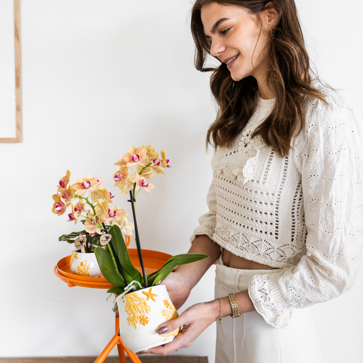 Kolibri Orchids | Orchidea Phalaenopsis arancione, dimensioni vaso Ø9cm | Giamaica | pianta da appartamento fiorita - fresca dal coltivatore