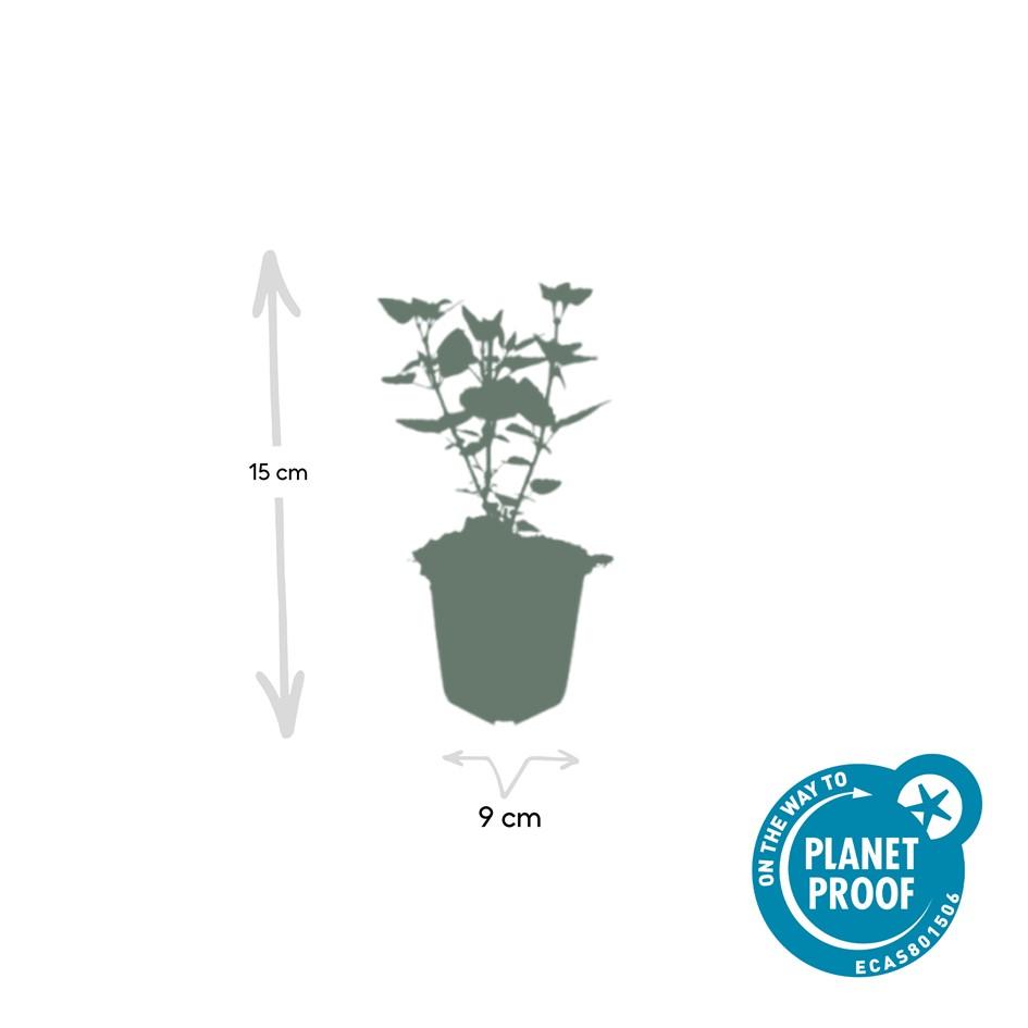 48x Agastache 'Blue Fortune' - ↕10-25cm - Ø9cm