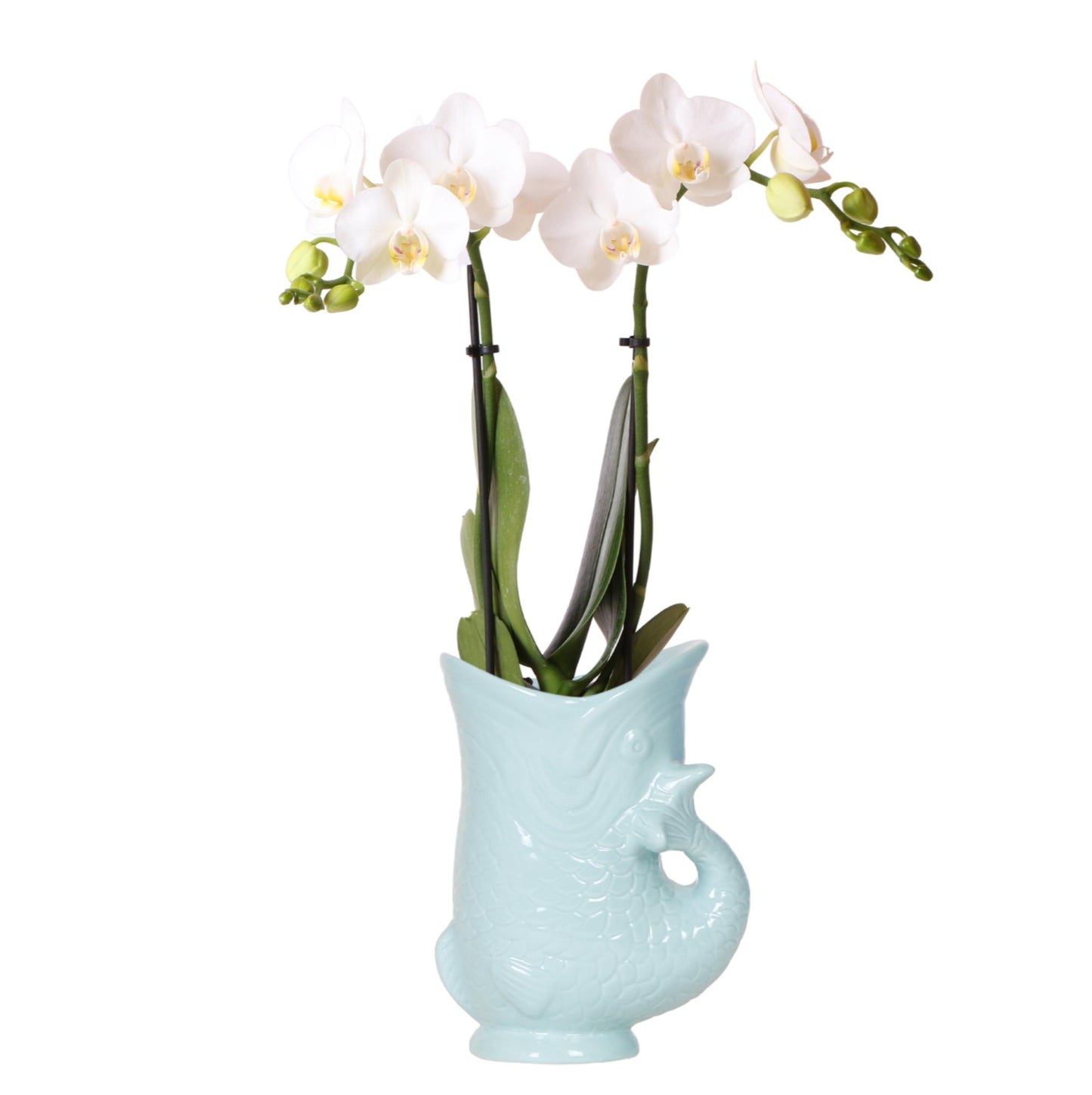 Orchidee colibrì | orchidea Phalaenopsis bianca - Amabilis + Fish pot turchese - dimensioni vaso Ø9cm | pianta da appartamento fiorita - fresca dal coltivatore
