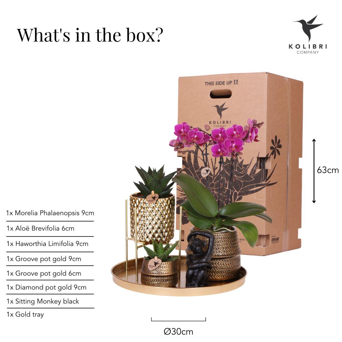 Compagnia di colibrì | Set regalo Hotel Chic | Set di piante con orchidea Phalaenopsis viola e piante grasse, incl. vasi decorativi in ceramica