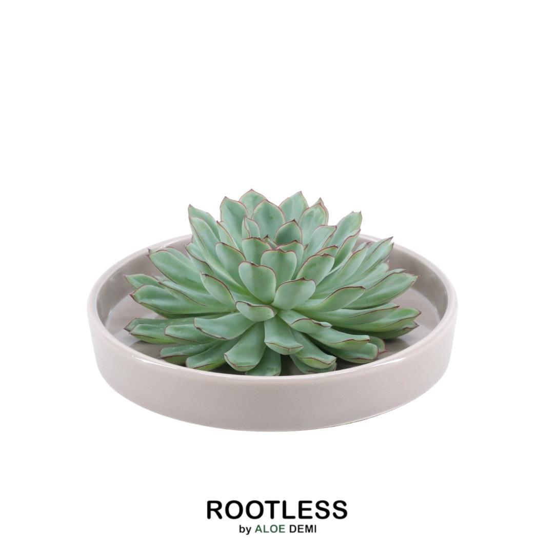 SENZA RADICE Succulente Echeveria Pulidonis in ciotola 'tortora' Ø20 cm - ↕5 cm