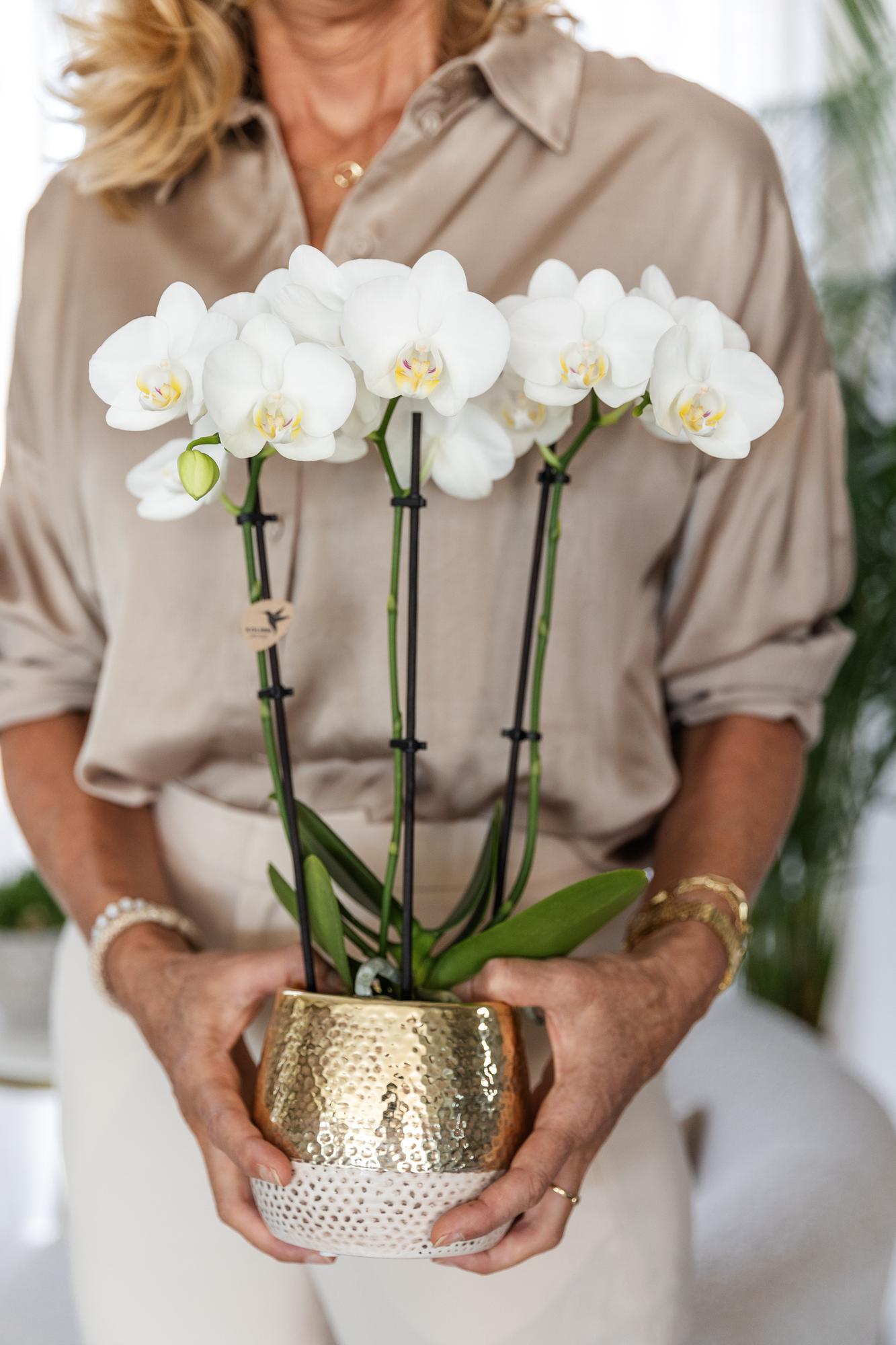 Orchidee colibrì | Orchidea Phalaenopsis bianca – Amabilis + Elite vaso oro – dimensioni vaso Ø9cm – altezza 40cm | pianta d'appartamento fiorita in vaso da fiori - fresca dal coltivatore
