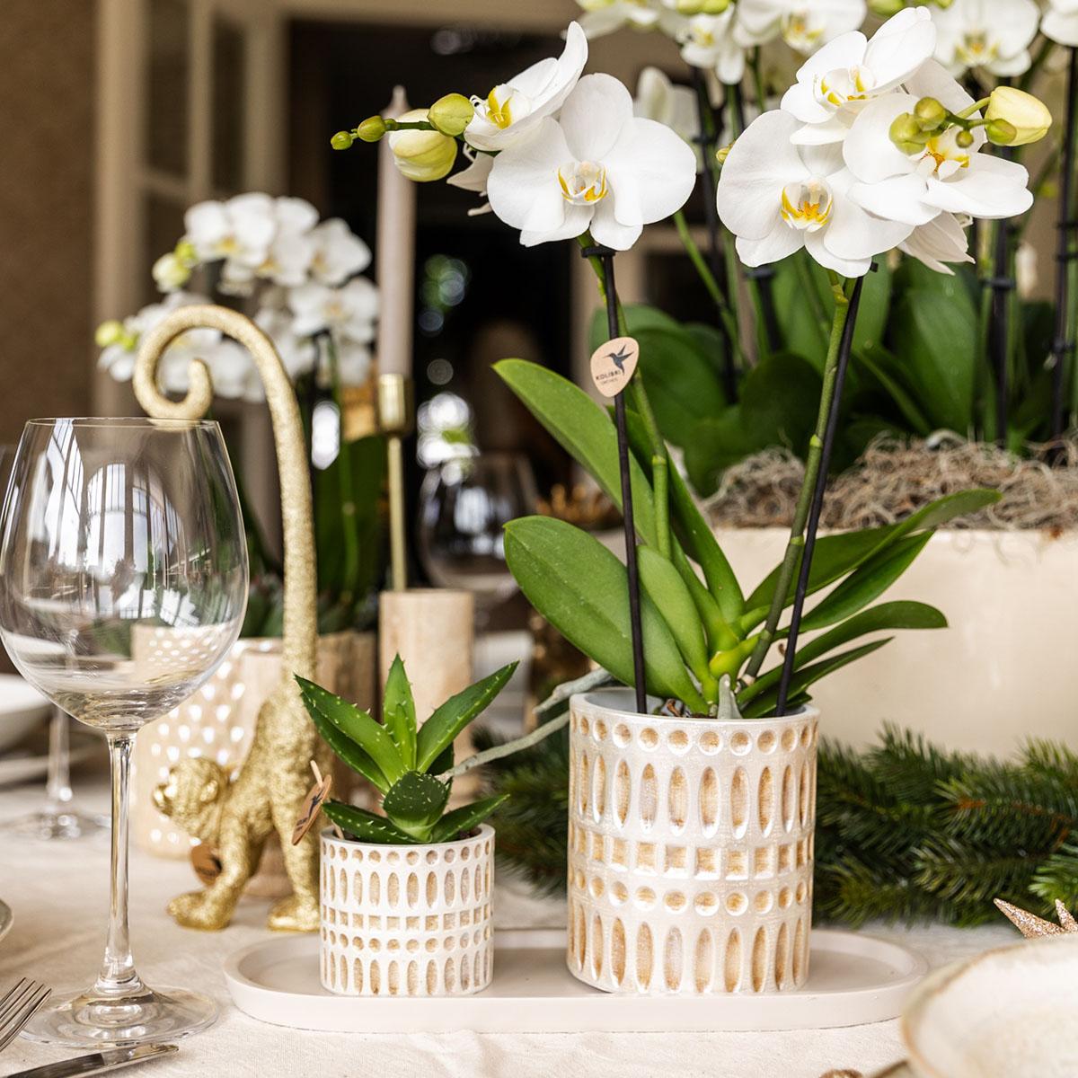 Hummingbird Company | Set di piante Le Chic piccolo | Orchidea Phalaenopsis Amabilis bianca e succulenta incl. vasi decorativi in ceramica su vassoio organico color crema