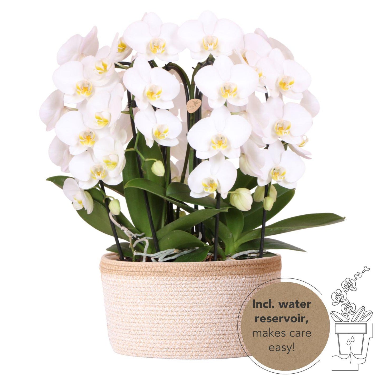 Hummingbird Orchids | white orchid set in Cotton Basket incl. water tank | three curved white orchids Niagara Fall 12cm | Mono Bouquet white with self-sufficient