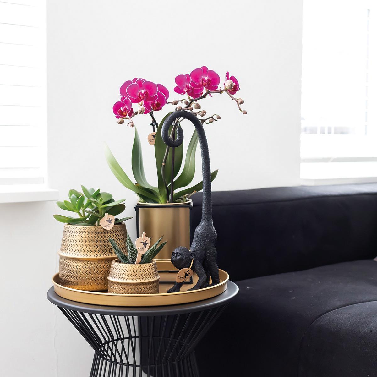 Orchidee colibrì | Orchidea phalaenopsis viola - Morelia + Groove vaso decorativo oro - dimensioni vaso Ø9 cm - altezza 35 cm | pianta d'appartamento in fiore - fresca dal coltivatore