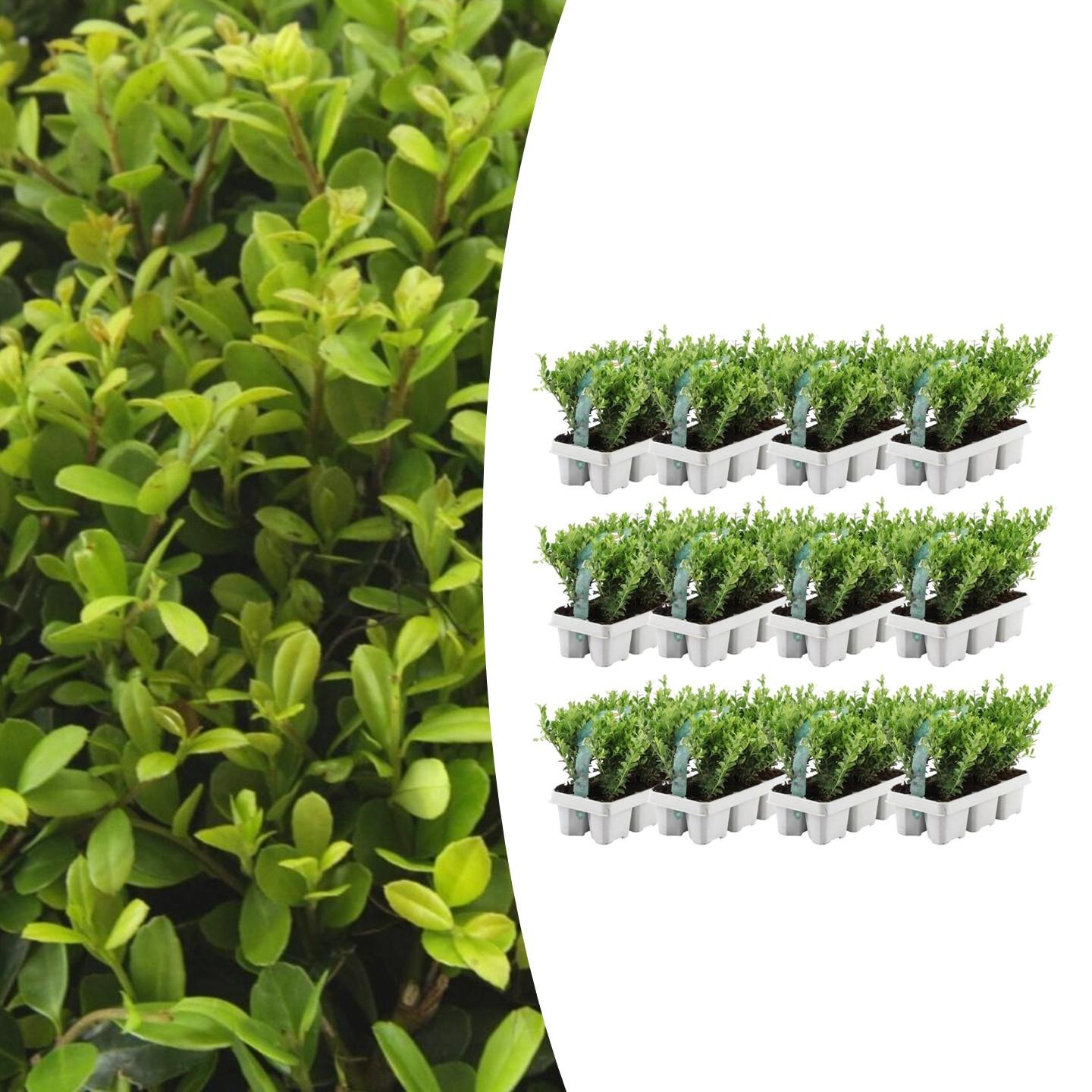 Confezione da 12 x 6 Ilex crenata 'Jenny' - Ø7 cm - ↕15 cm