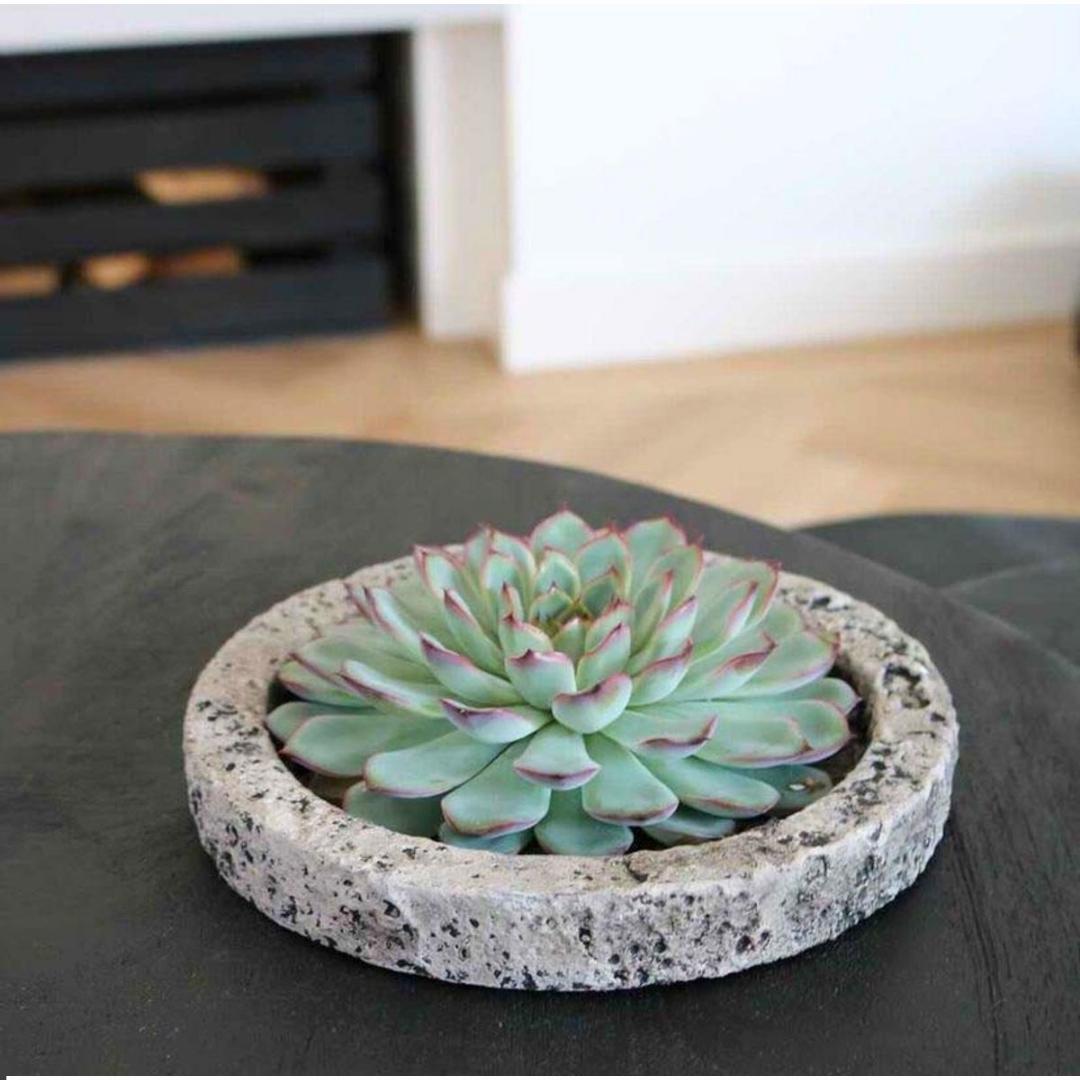 SENZA RADICE Succulente Echeveria Pulidonis in ciotola 'Concrete' Ø20 cm - ↕5 cm