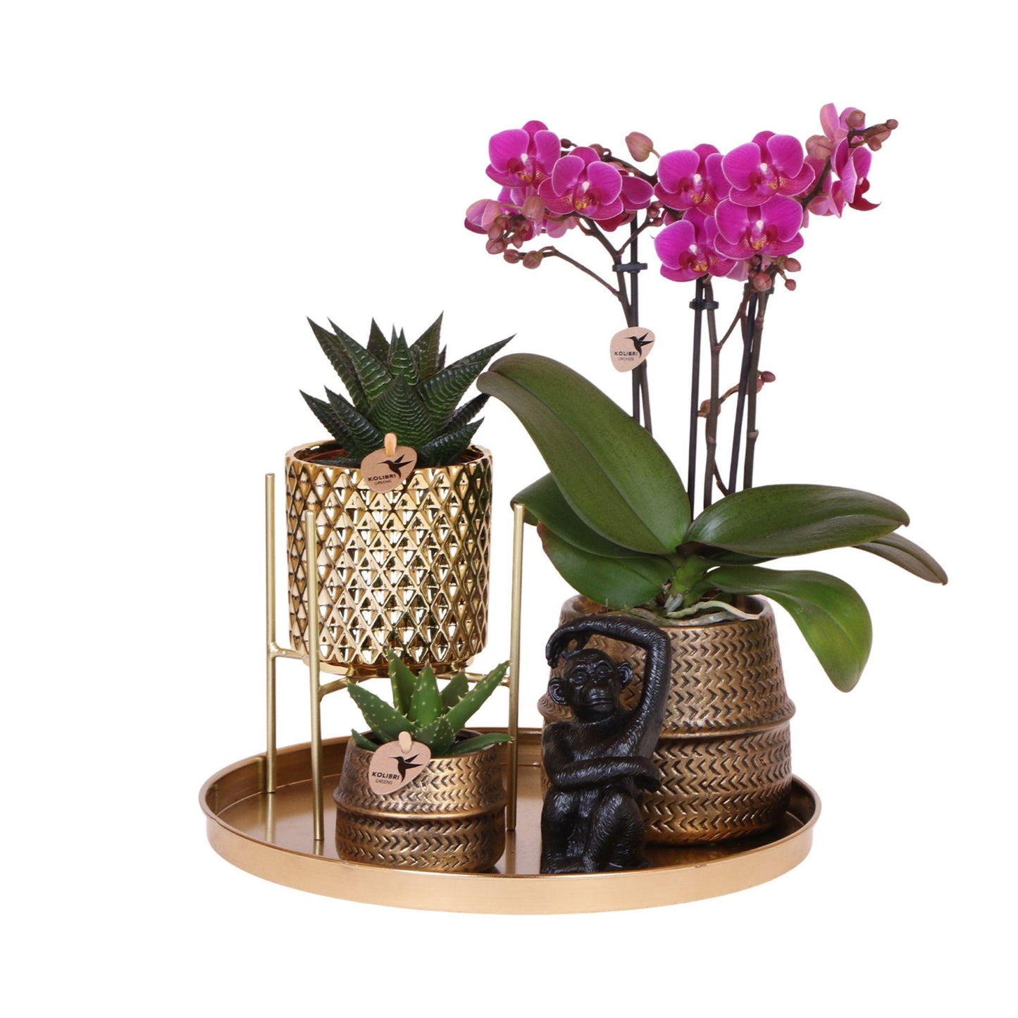 Compagnia di colibrì | Set regalo Hotel Chic | Set di piante con orchidea Phalaenopsis viola e piante grasse, incl. vasi decorativi in ceramica