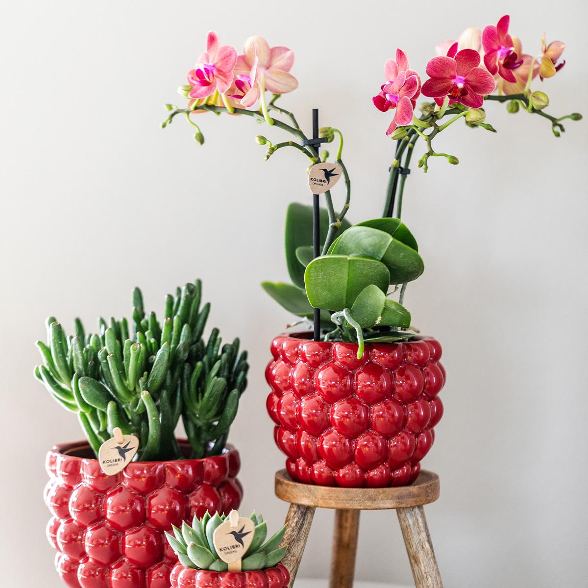 Orchidee Kolibri | orchidea Phalaenopsis rossa – Congo + vaso decorativo Berry – dimensioni del vaso Ø9cm | pianta da appartamento fiorita in un vaso di fiori - fresca dal coltivatore
