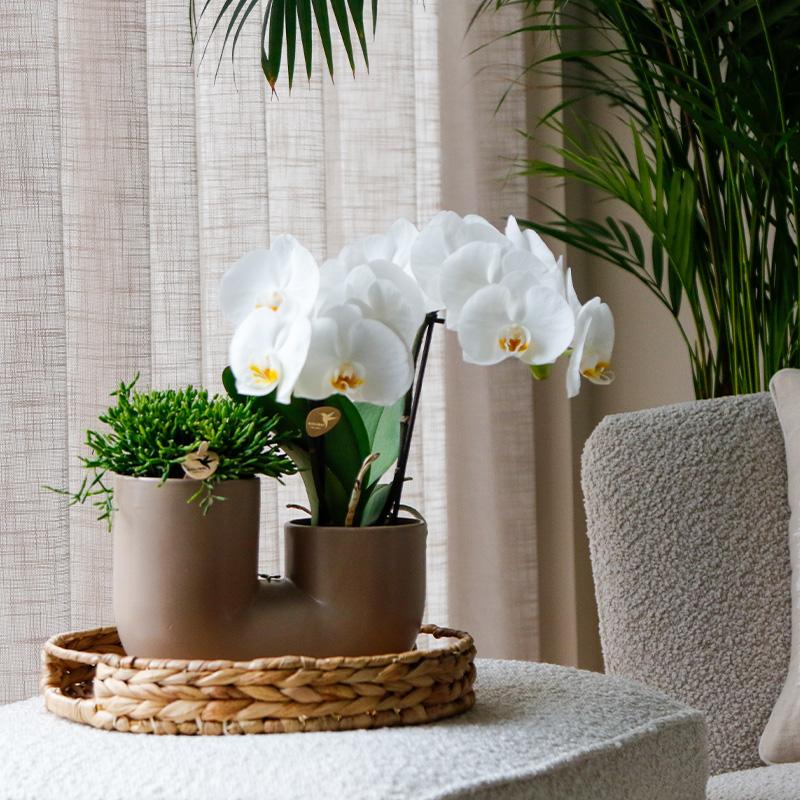 Orchidee colibrì | Set di orchidee bianche di Zurigo e succulente in un vaso tubolare di sabbia - dimensioni del vaso Ø9 cm | pianta da appartamento fiorita - fresca dal coltivatore