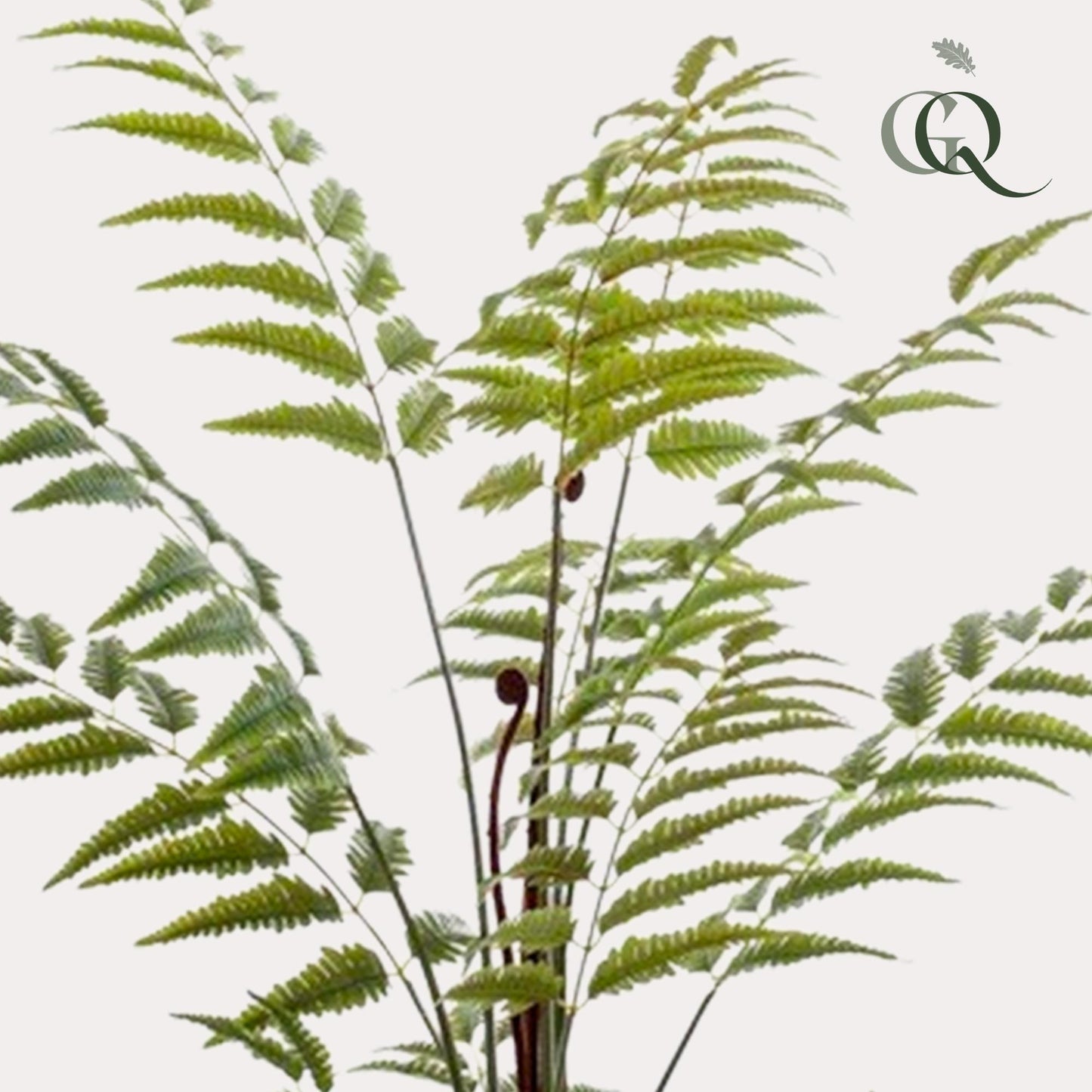 Artificial plant - Rumohra Adiantiformis - Leather fern - 150 cm