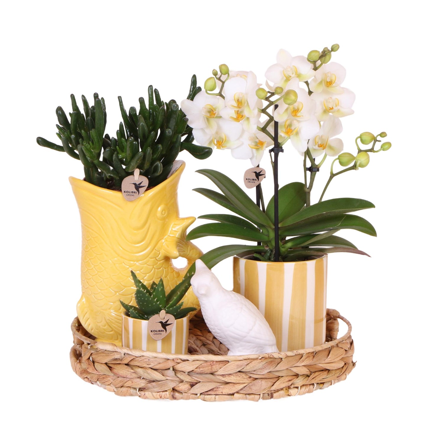 Compagnia di colibrì | Set regalo Tramonto Mediterraneo | Set di piante con orchidea Phalaenopsis Lausanne bianca e piante grasse, incl. vasi decorativi in ceramica