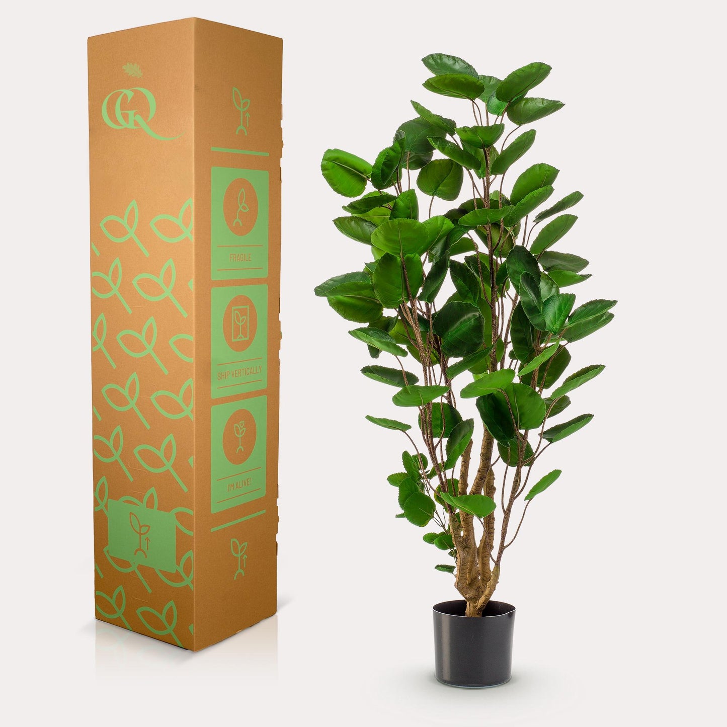 Pianta artificiale - Polyscias - Aralia - 105 cm