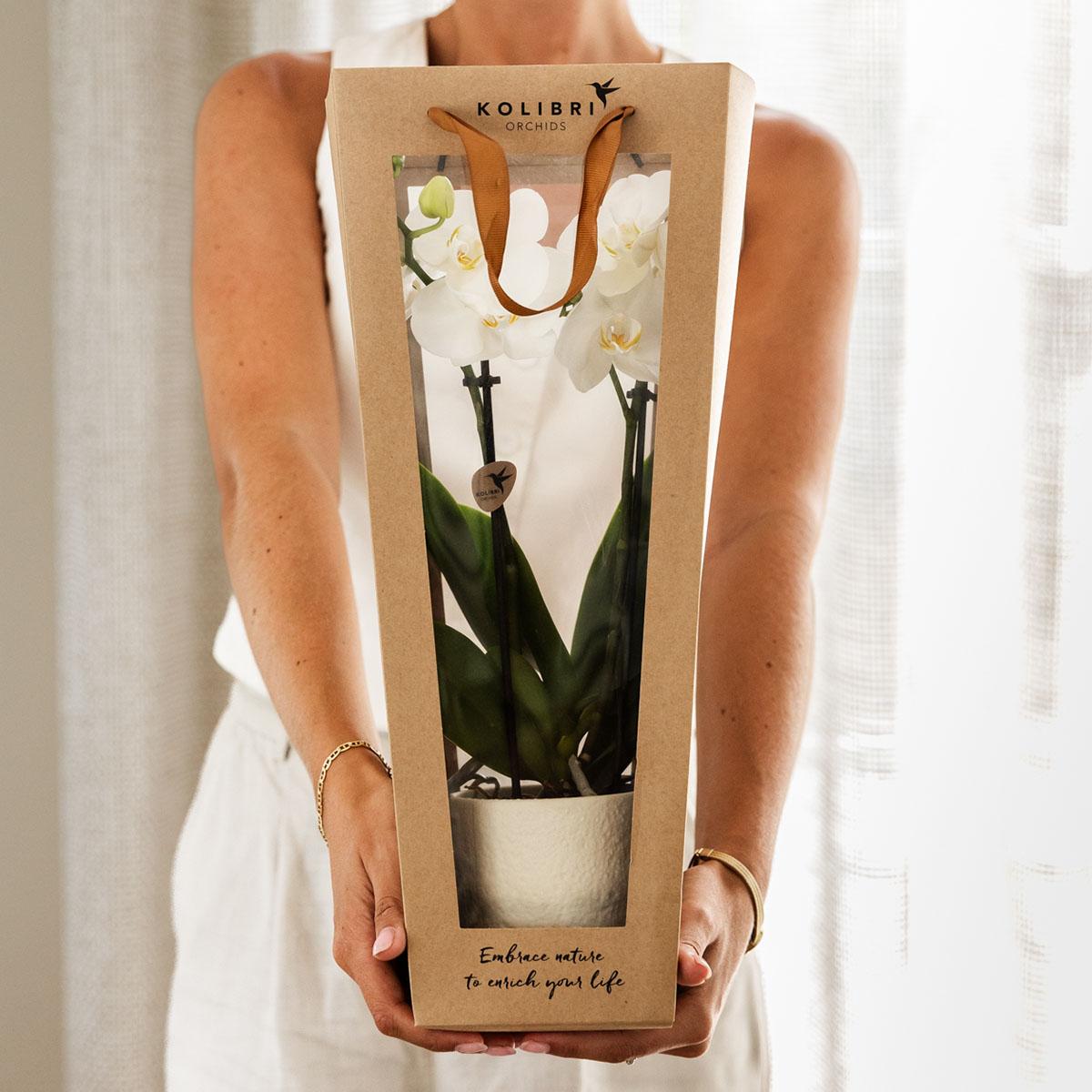 Orchidee Kolibri | Pianta portafortuna in regalo | Orchidea di Losanna con vaso, biglietto e sacchetto regalo