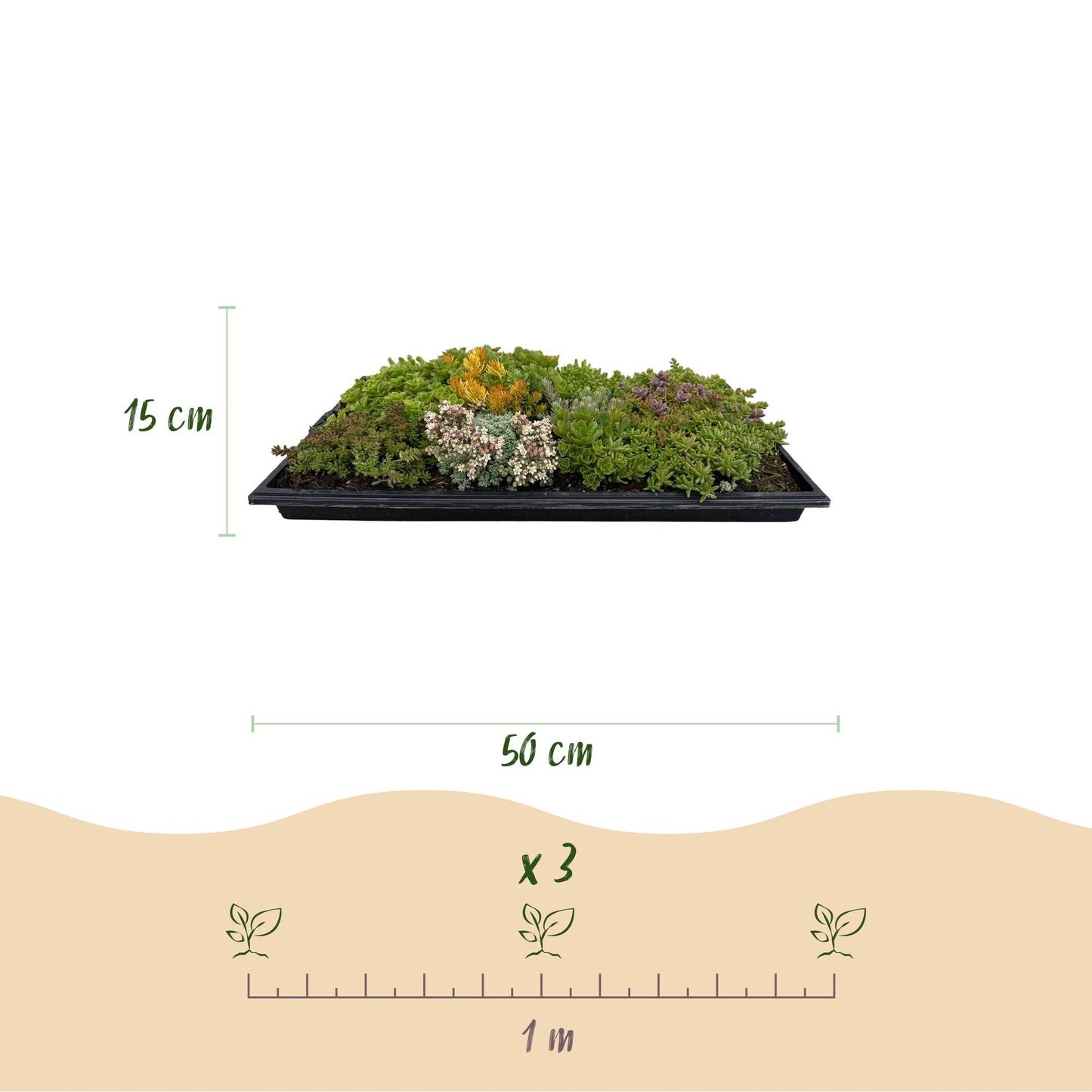 Green boutiQ - Ground cover - Winter hardy - Sedum mat - Consists of 10 types - X2 - Low maintenance - Length 50 Width 30
