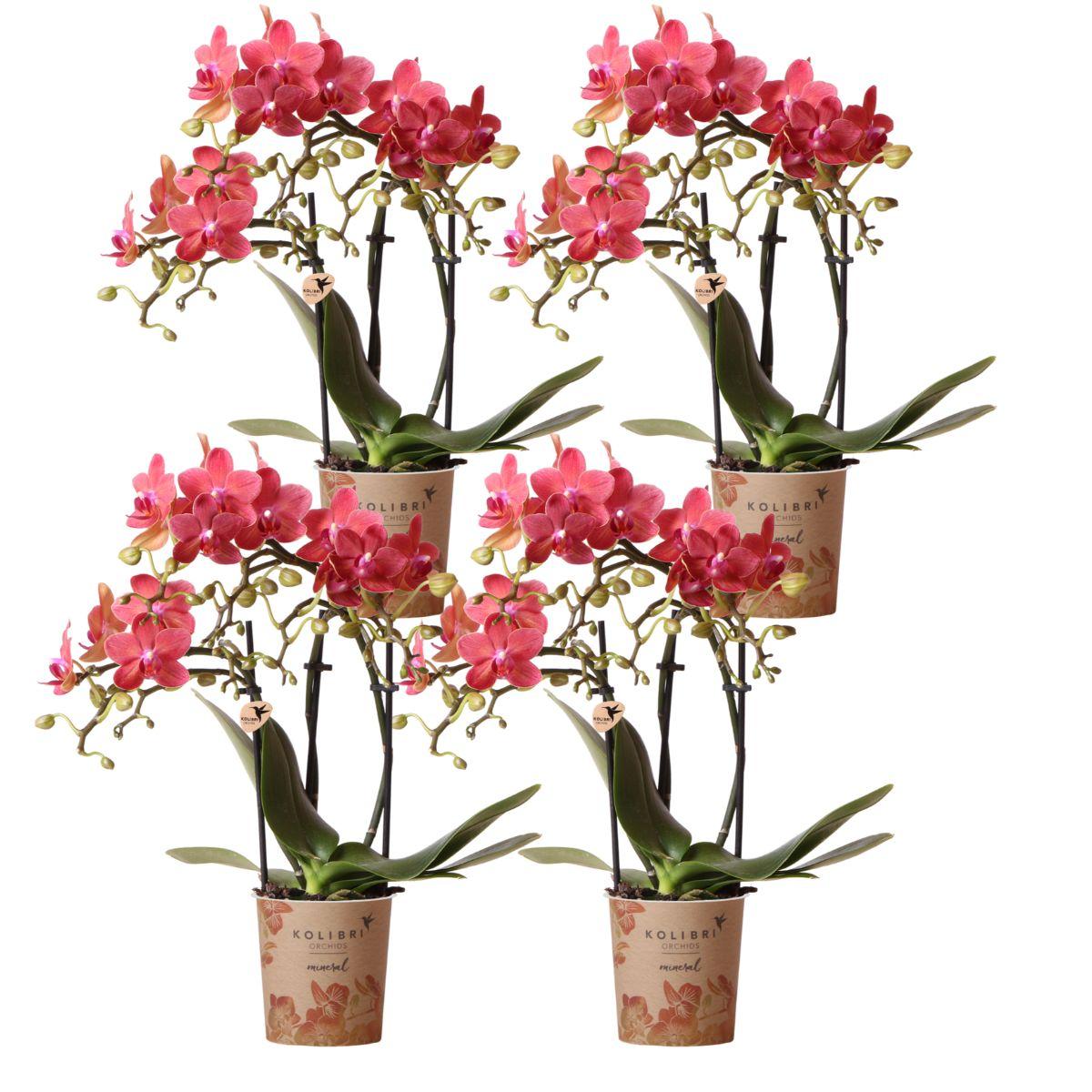 Orchidee colibrì | OFFERTA COMBI di 4 orchidee Phalaenopsis arancioni - Congo - dimensioni vaso Ø9cm | pianta d'appartamento in fiore - fresca dal coltivatore