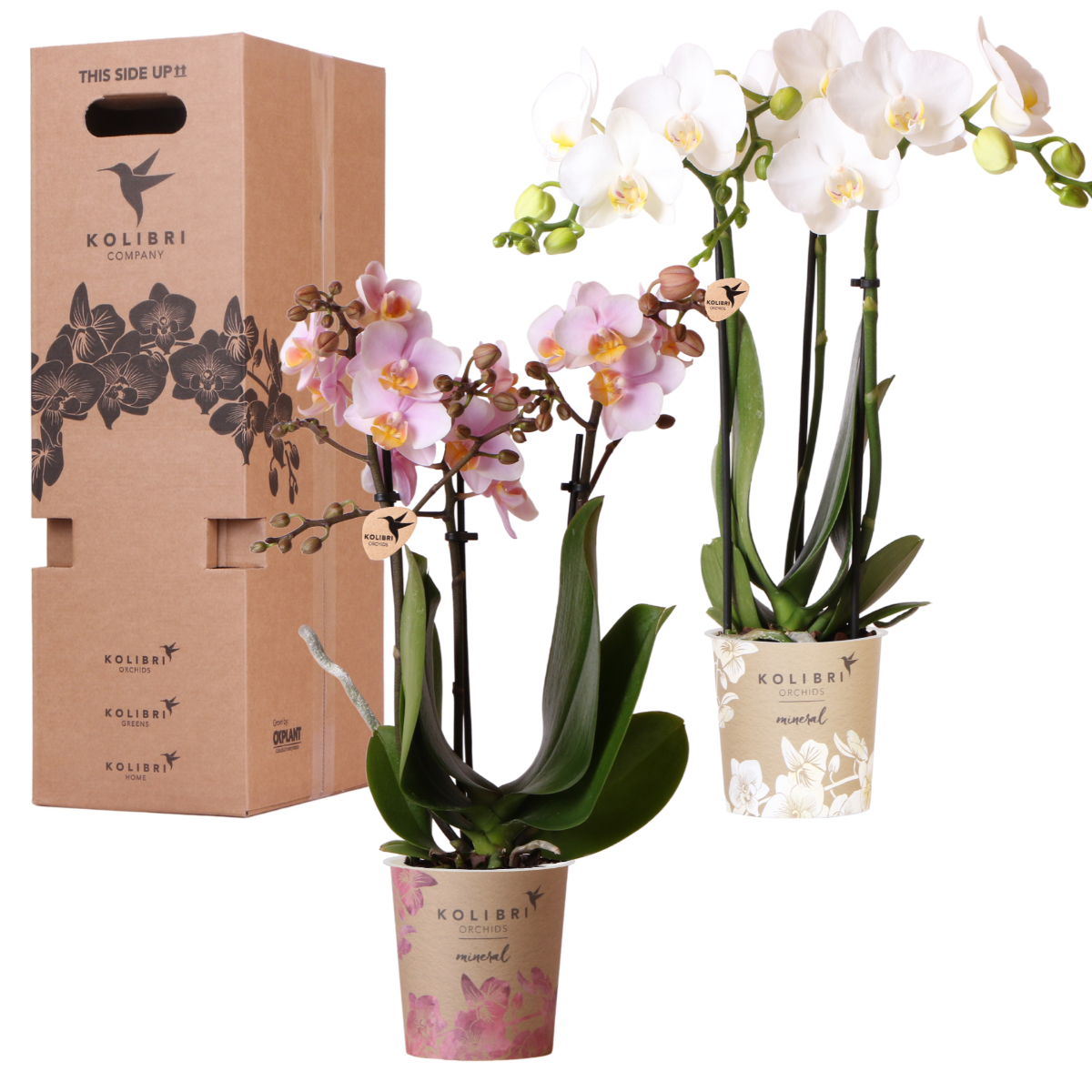 Kolibri Orchids - Mix di scatole a sorpresa - scatola vantaggiosa per le piante - scatola a sorpresa con 2 diverse orchidee da 9 cm - fresche dal coltivatore