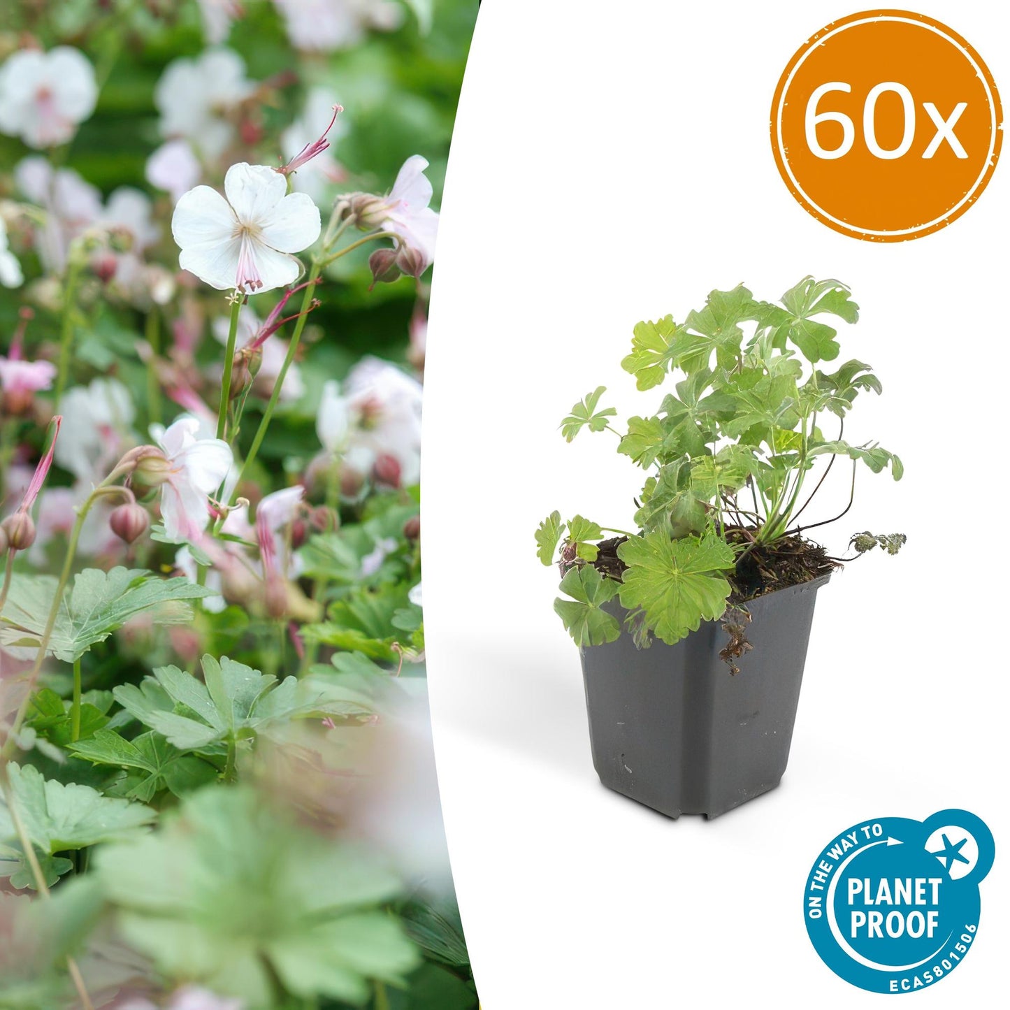 60x Geranio cant. 'Biokovo' - ↕10-25cm - Ø9cm