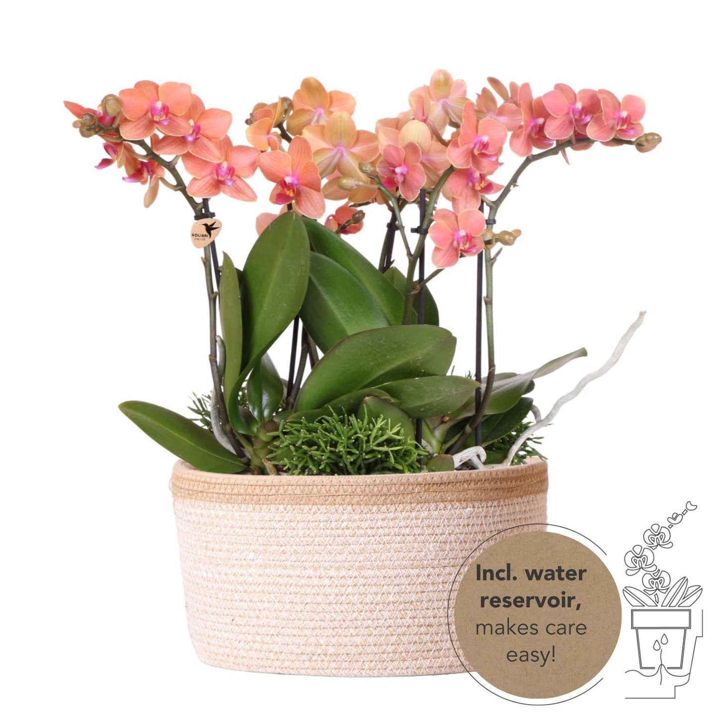 Orchidee colibrì | set di piante arancioni in cestino di cotone, incl. serbatoio dell'acqua | tre orchidee arancioni Bolzano 9cm e tre piante verdi | Jungle Bouquet arancione con riserva d'acqua autosufficiente