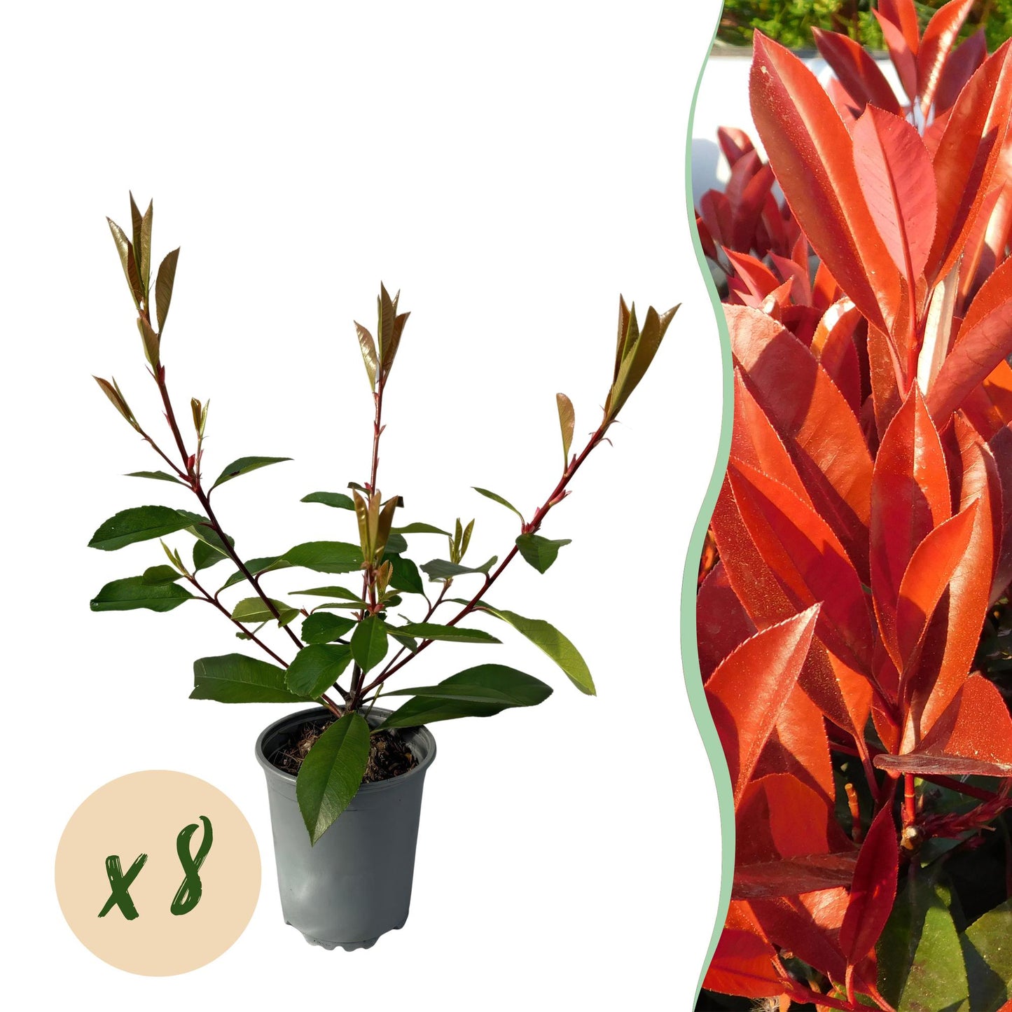 Green boutiQ - Hedge plants - Photnia fraseri Red Robin - leaf red green - 8 plants - 1 linear meter - evergreen - pot 9cm height 30-35cm
