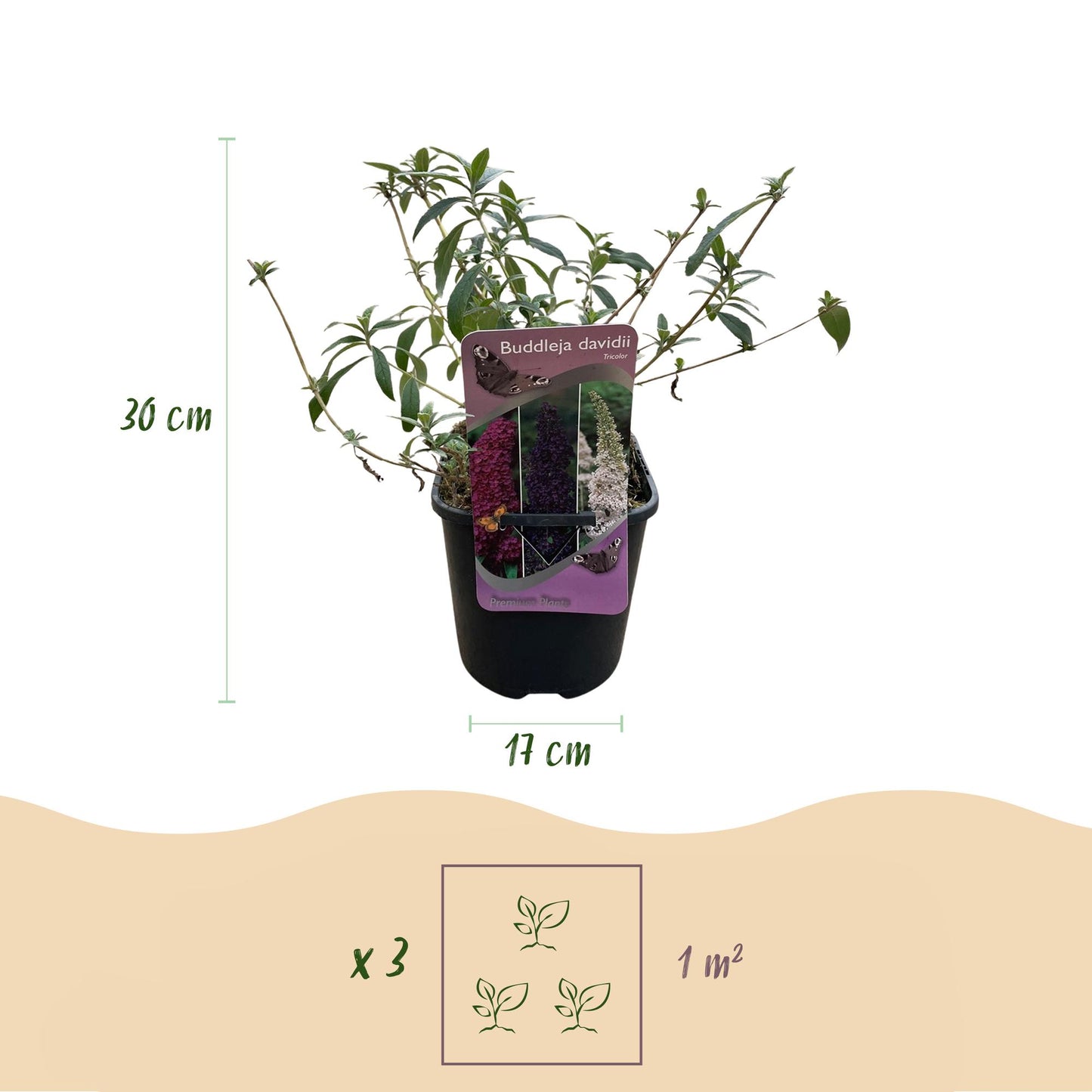 Green boutiQ - Buddleja davidii Tricolour - Fiore rosa, bianco e viola - 3 piante - 1 m² - Decidua - Attrae le farfalle - Vaso 17 cm Altezza 30 cm