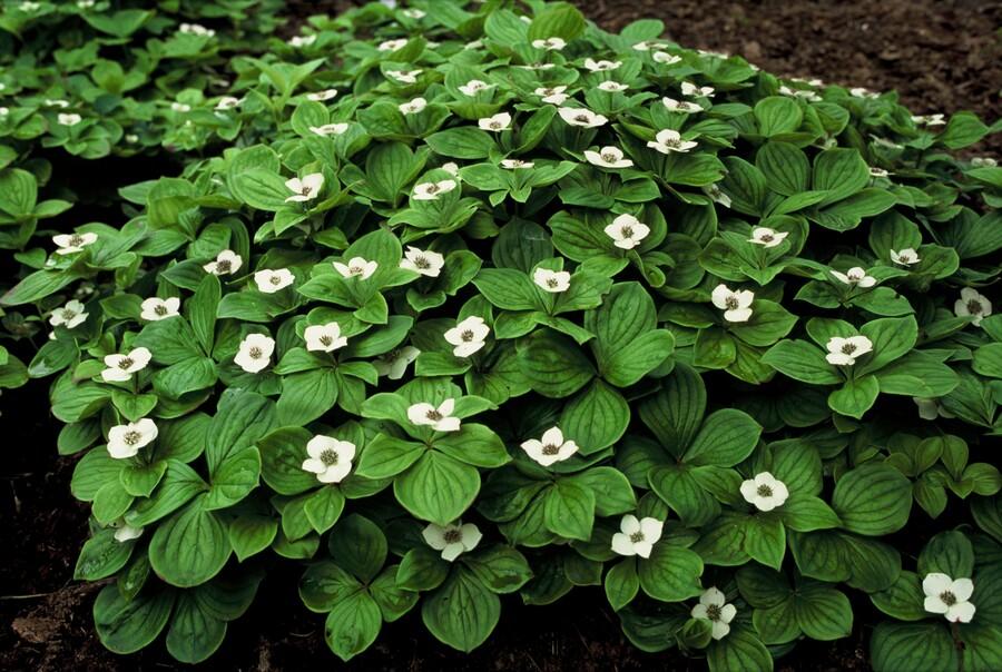 24x Cornus canadensis - ↕10-25cm - Ø9cm