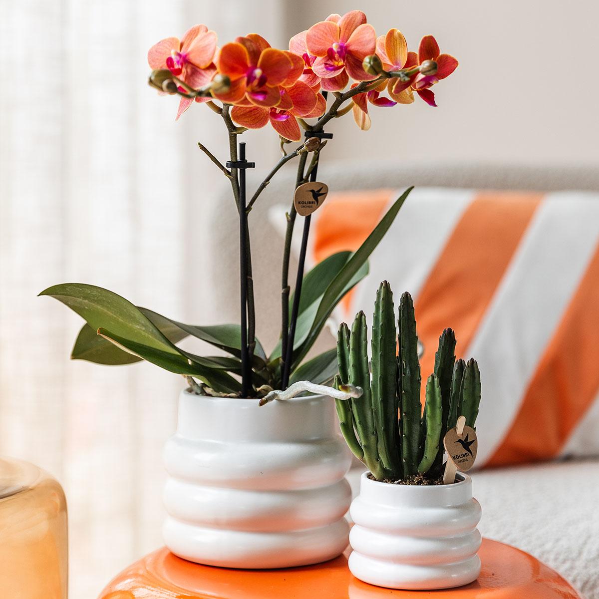 Orchidee colibrì | Orchidea Phalaenopsis arancione - Minerale Bolzano + Vaso a bolle bianco - dimensioni vaso Ø9cm | pianta d'appartamento in fiore - fresca dal coltivatore
