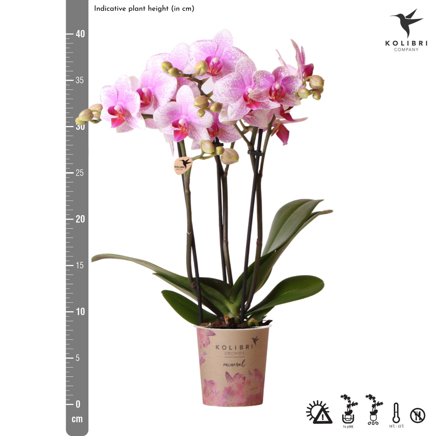 Kolibri Orchids | orchidea Phalaenopsis rosa in vaso Ø9cm | Rotterdam | pianta da appartamento fiorita - fresca dal coltivatore