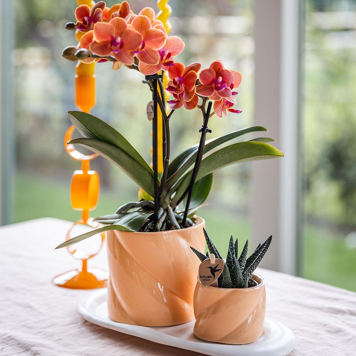 Orchidee colibrì | Set regalo Ottimismo piccola pesca | Pianta verde con orchidea Phalaenopsis arancione in vasi decorativi di caramelle su vassoio organico bianco