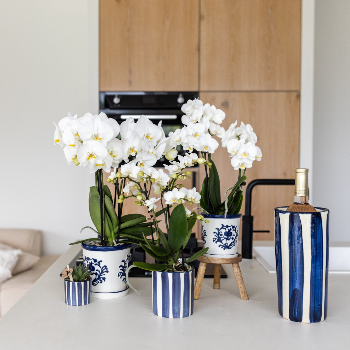 Orchidee colibrì | Set di orchidea Phalaenopsis bianca Amabilis e succulenta Crassula Hobbit in vaso Painted Stripe blu - dimensioni vaso Ø9 cm + Ø6 cm | pianta d'appartamento in fiore - fresca dal coltivatore