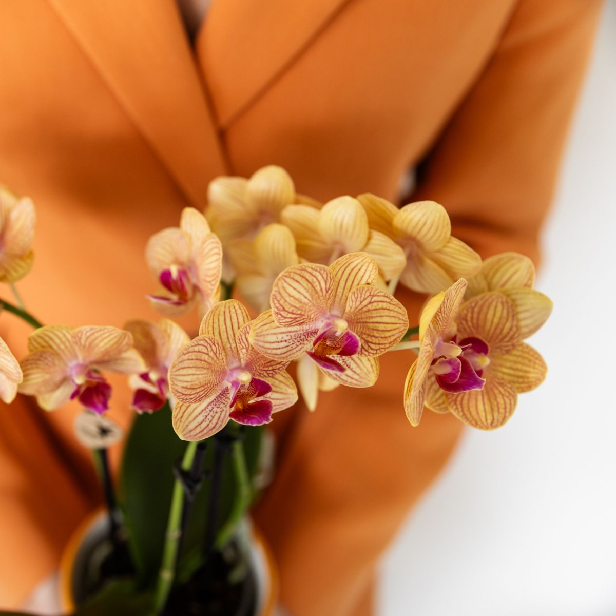 Kolibri Orchids | Orchidea Phalaenopsis Arancione - Giamaica + Vaso a Strisce Dipinte Arancione - Dimensioni del Vaso Ø9cm | Pianta da Appartamento Fiorita - Fresca dal Coltivatore