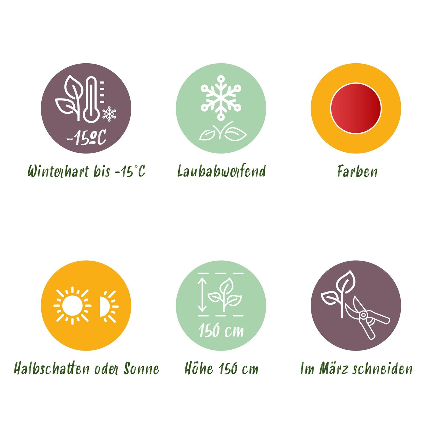 Green boutiQ - Pianta da terrazza - Acero giapponese - Acer palmatum Shaina - Rosso - 2 Piante - Decidua - Vaso 19 cm Altezza 70 cm