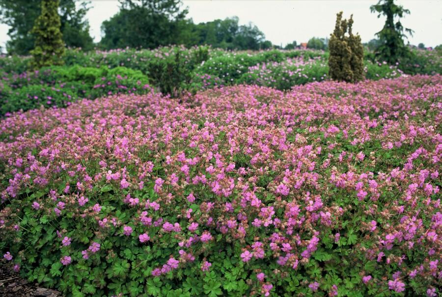 48x Geranium cant. 'Cambridge' - ↕10-25cm - Ø9cm