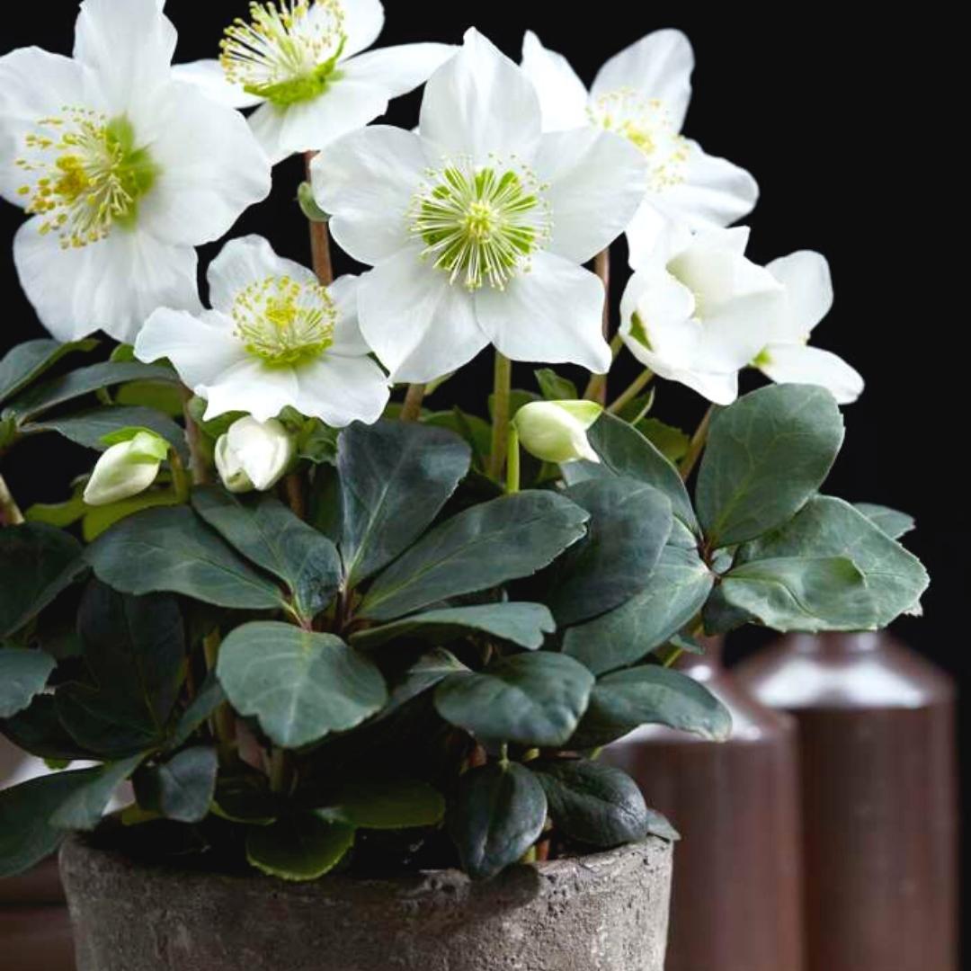 Set di 48 piante di rose di Natale | 48 Helleborus niger 'Christmas Carol' | 7 cm Ø | 20 cm ↕