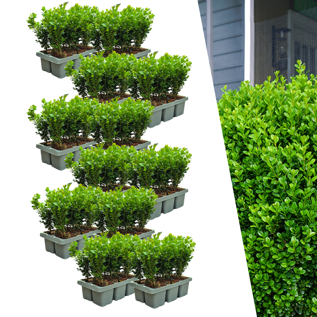 Confezione da 12 x 6 Buxus NewGen Freedom – Arbusti sempreverdi resistenti 72 x Ø7 cm - ↕15 cm | Bosso compatto