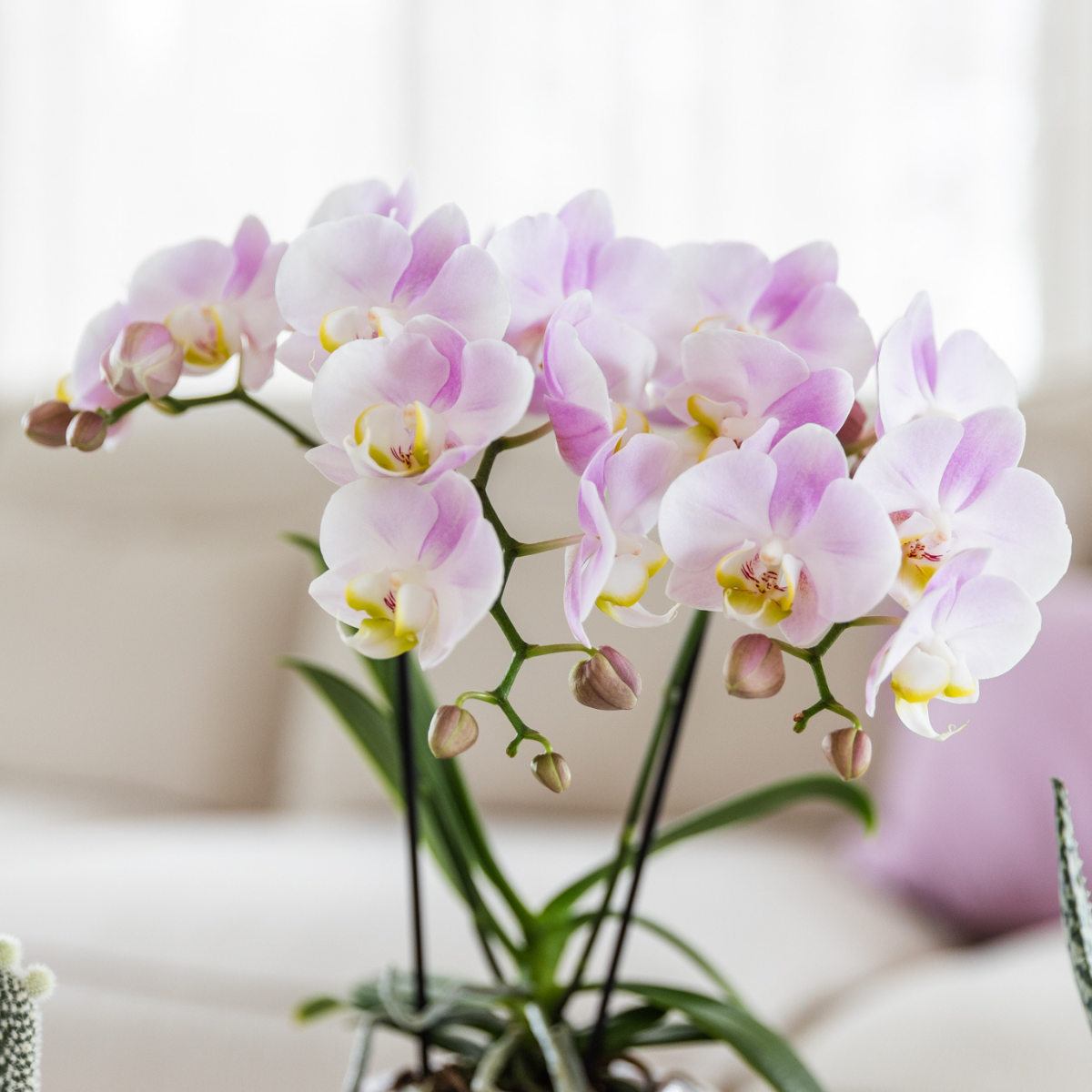 Orchidee colibrì | orchidea phalaenopsis rosa Portogallo + Mosa vaso decorativo rosa - dimensioni vaso Ø9cm | pianta d'appartamento in fiore - fresca dal coltivatore